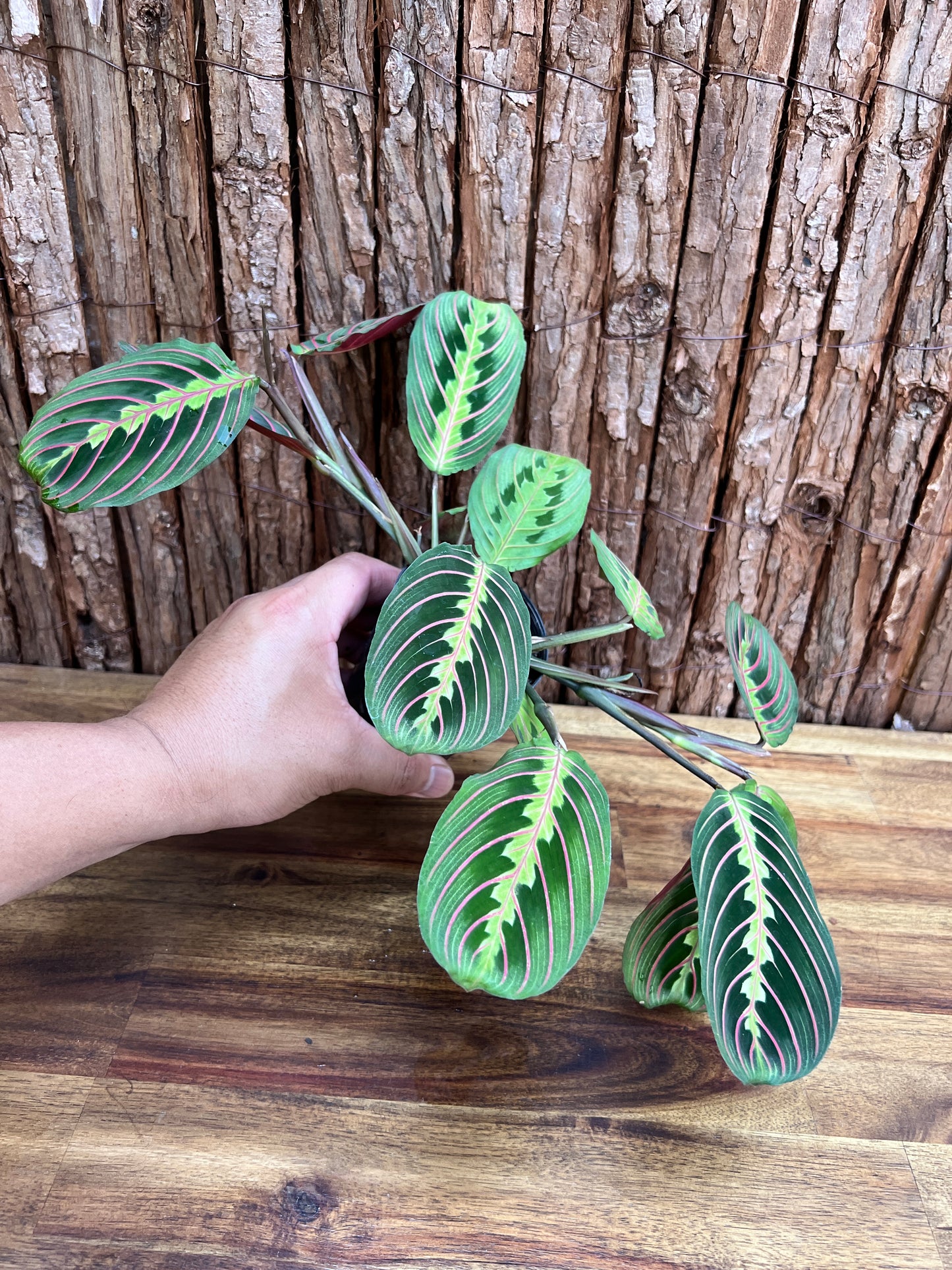 Maranta leuconeura Red Vein Prayer Plant C228