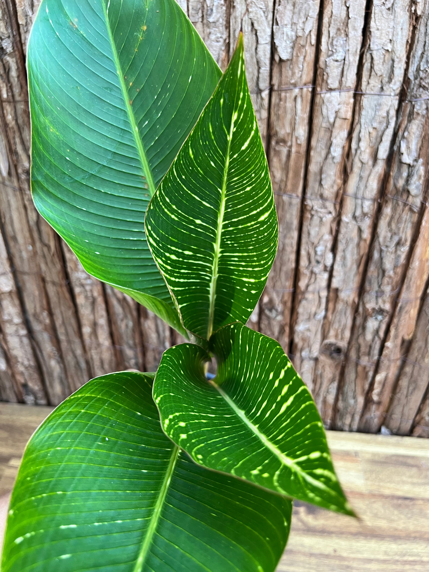 Heliconia indica Striata C229