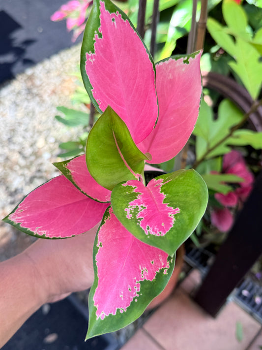 Aglaonema 'China Red' M39
