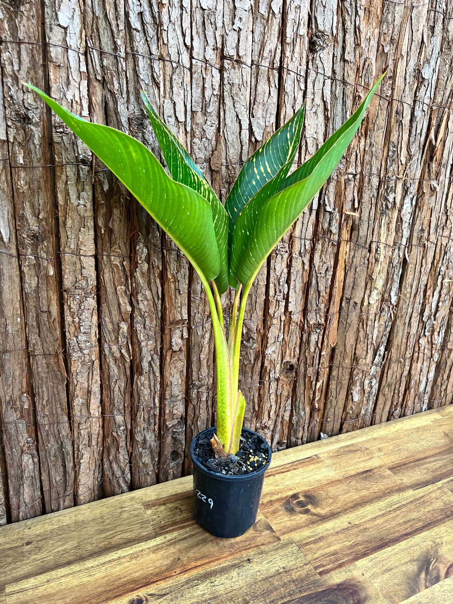 Heliconia indica Striata C229