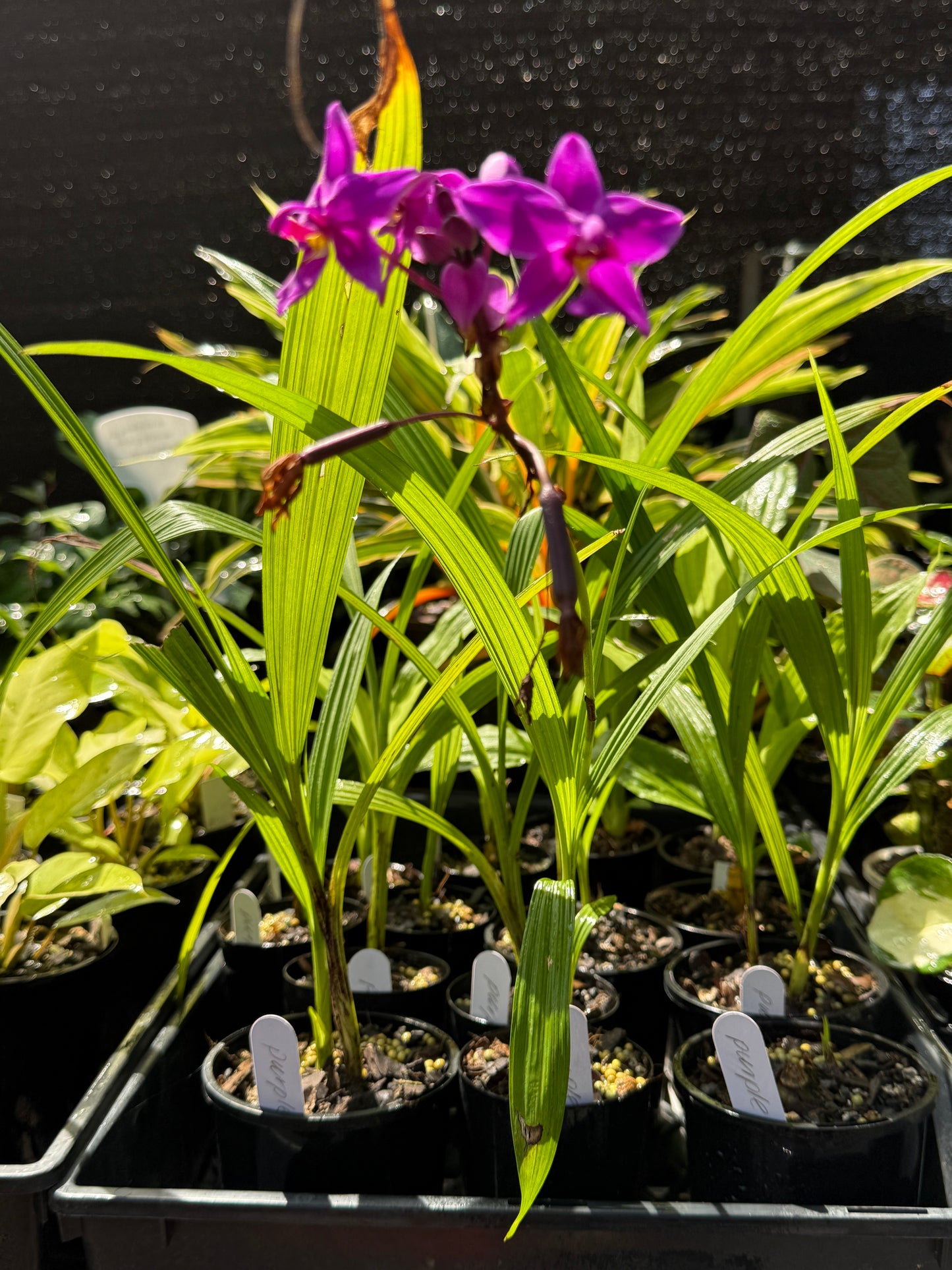 Spathoglottis Cols Purple - Ground Orchid