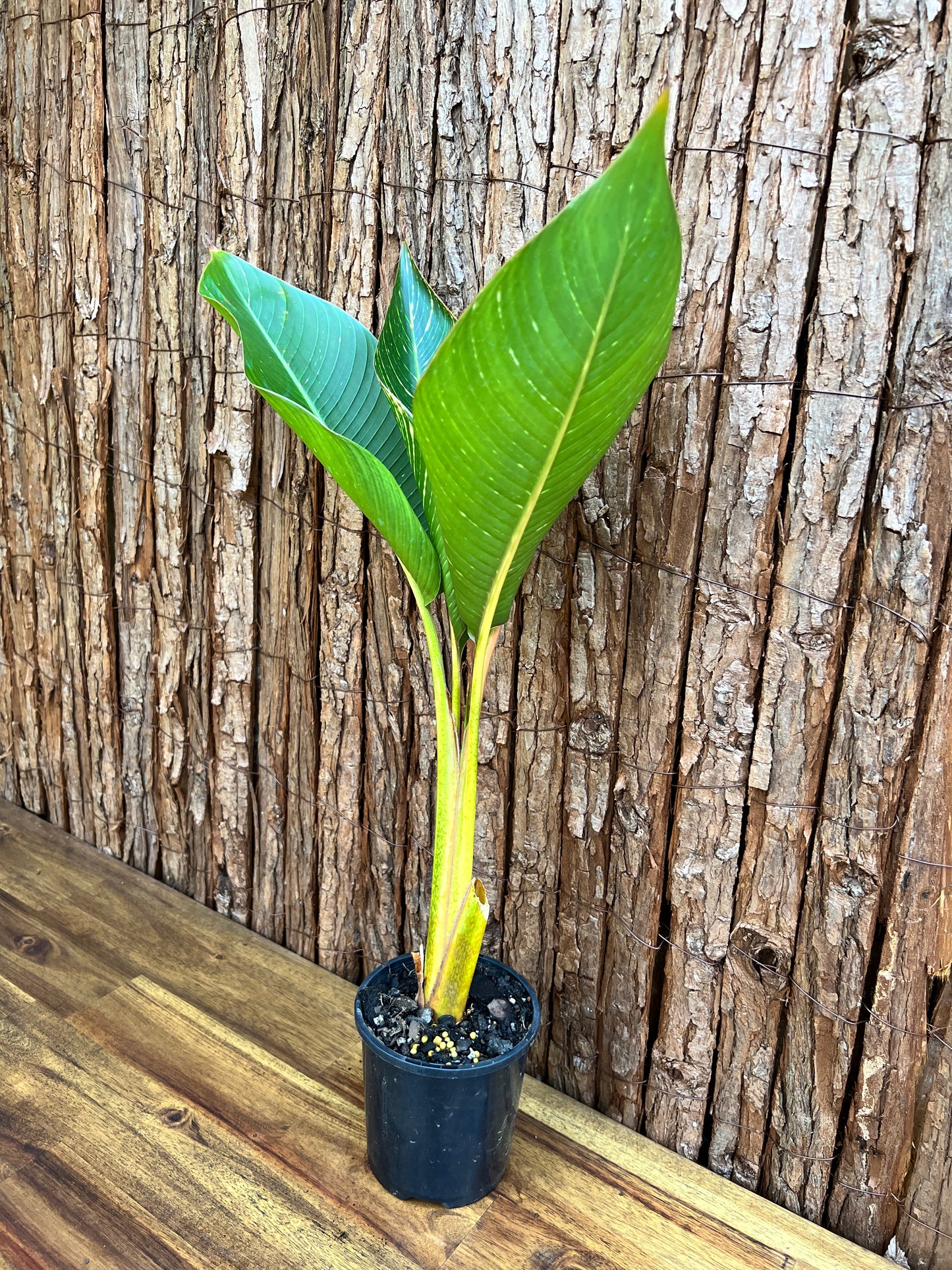 Heliconia indica Striata C229