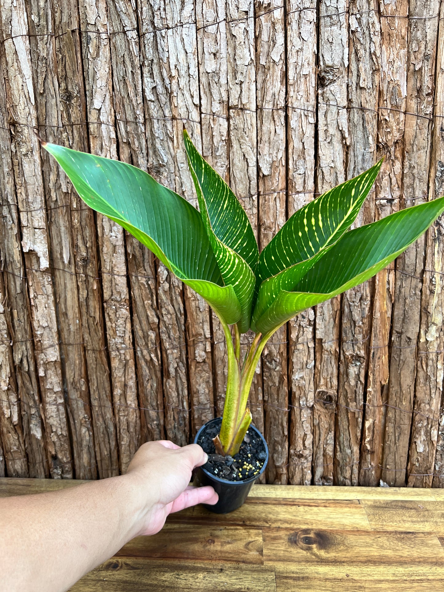 Heliconia indica Striata C229