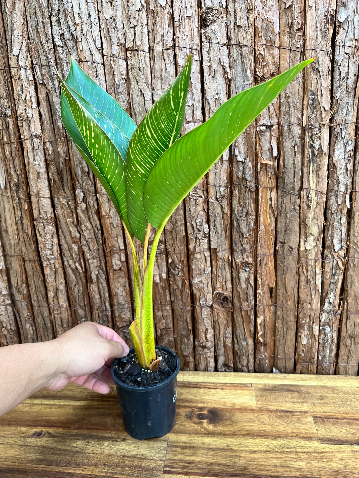 Heliconia indica Striata C229