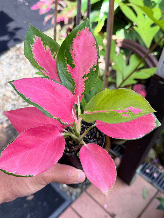 Aglaonema 'China Red' M38