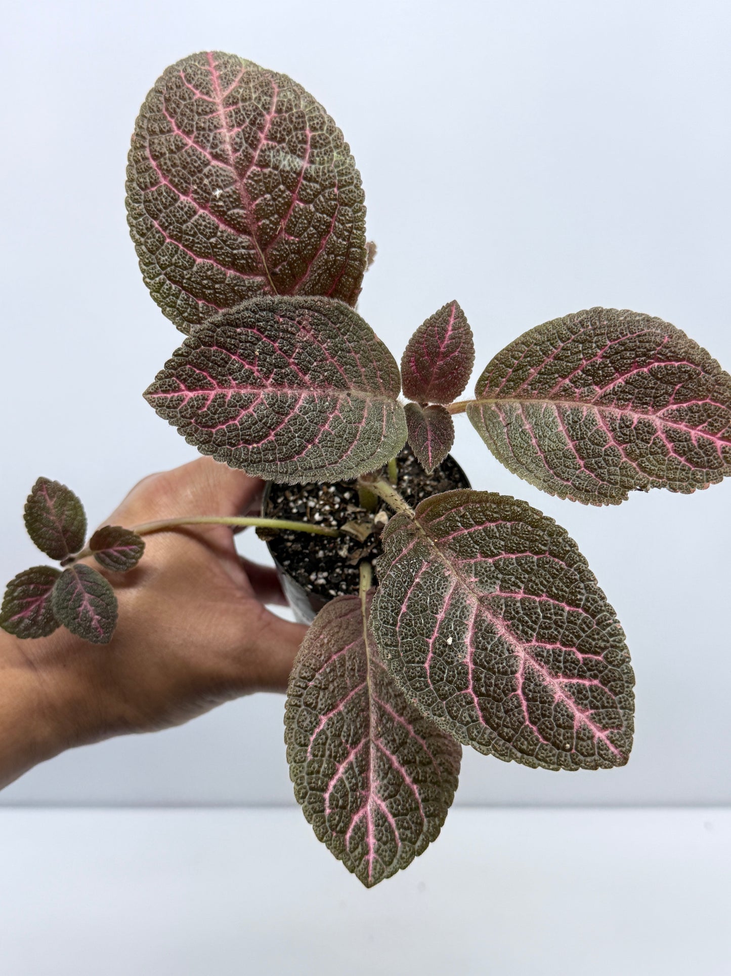 Episcia Kee Wee - Red Flowering R79