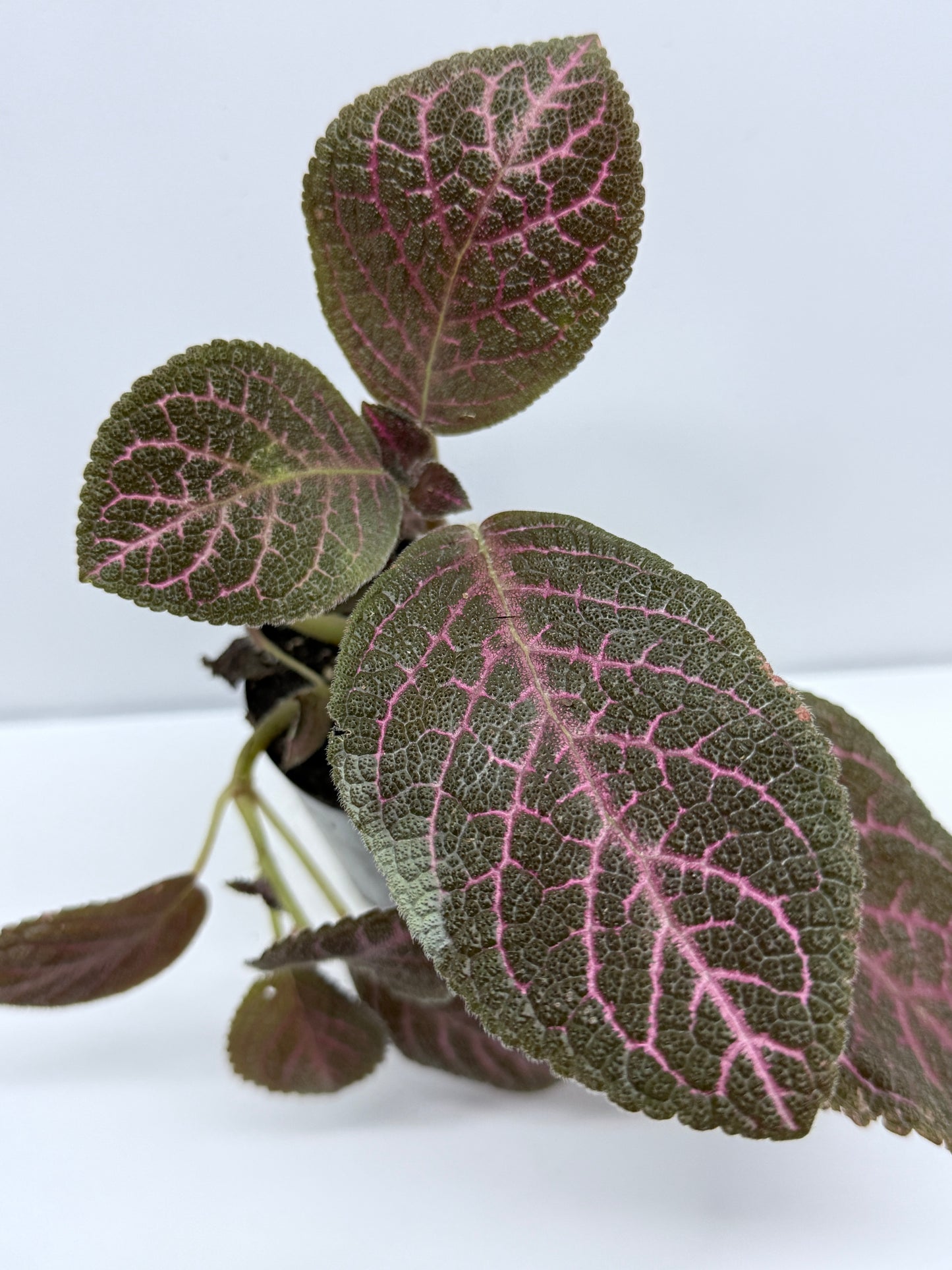 Episcia Kee Wee - Red Flowering R79