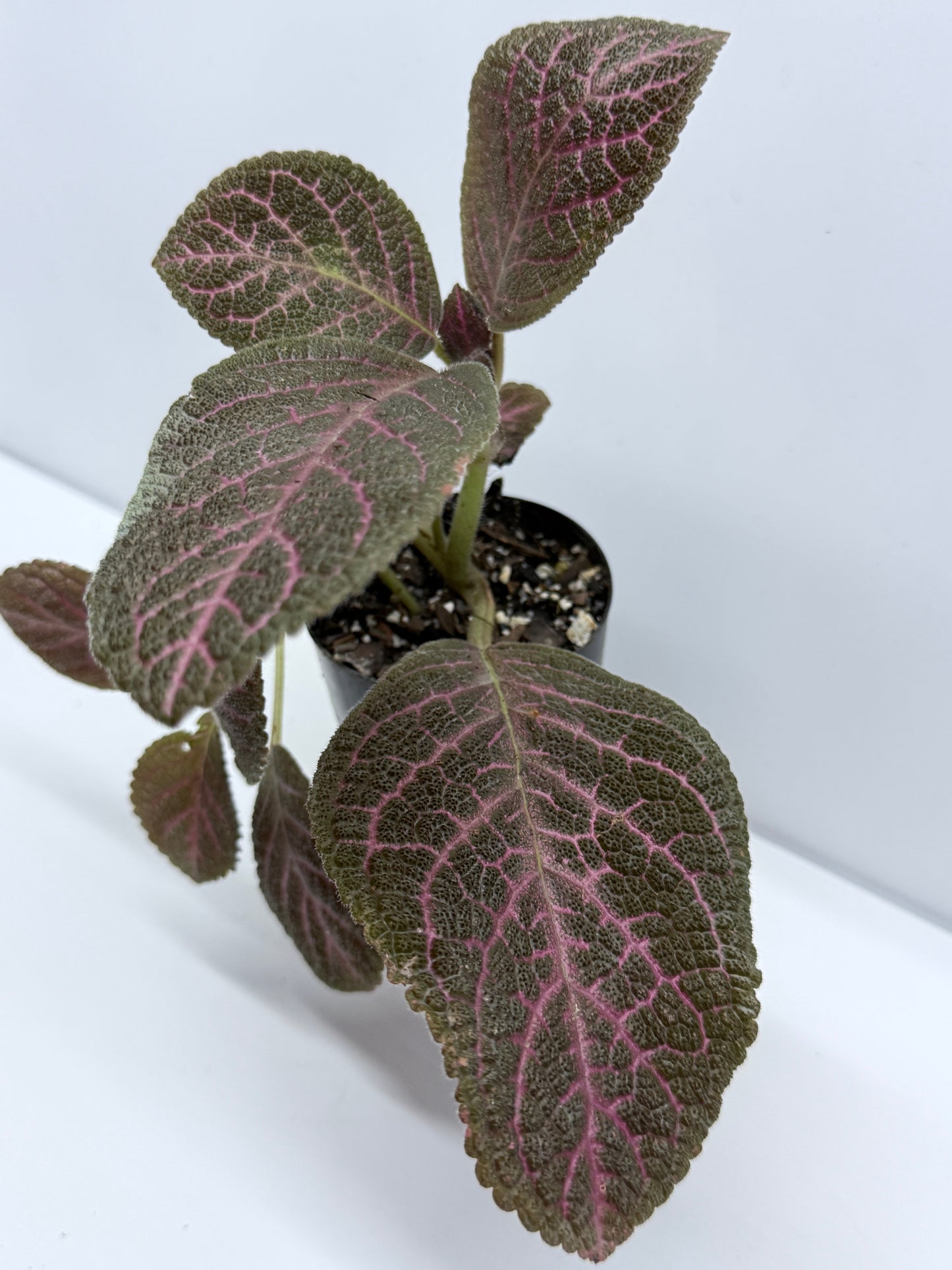 Episcia Kee Wee - Red Flowering R79