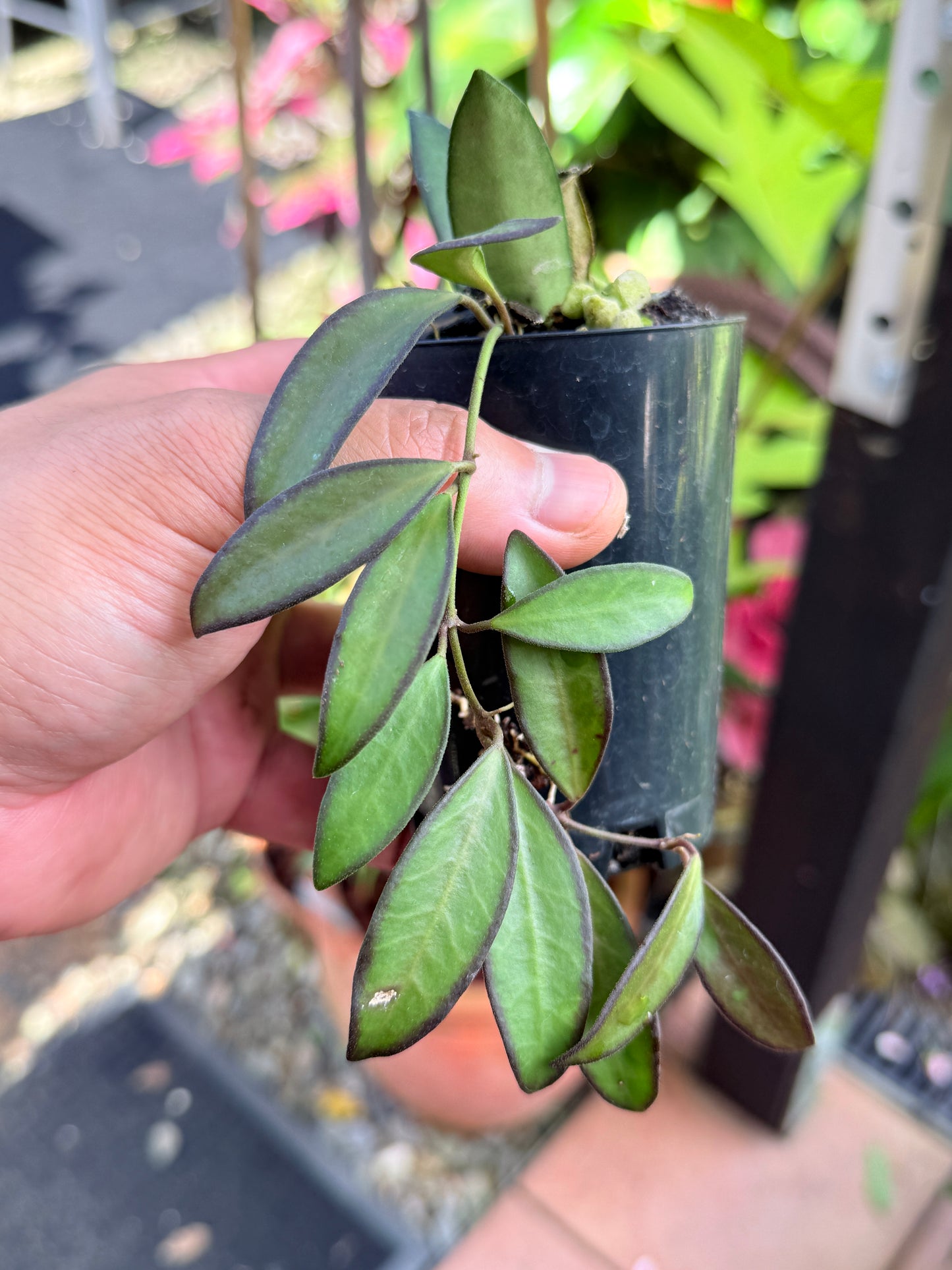 Hoya 'Rosita' M44