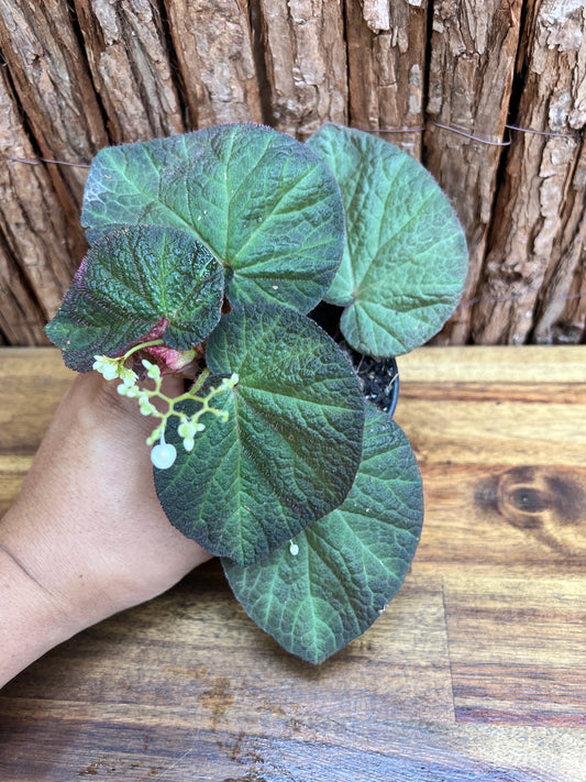 Begonia Manaus C231