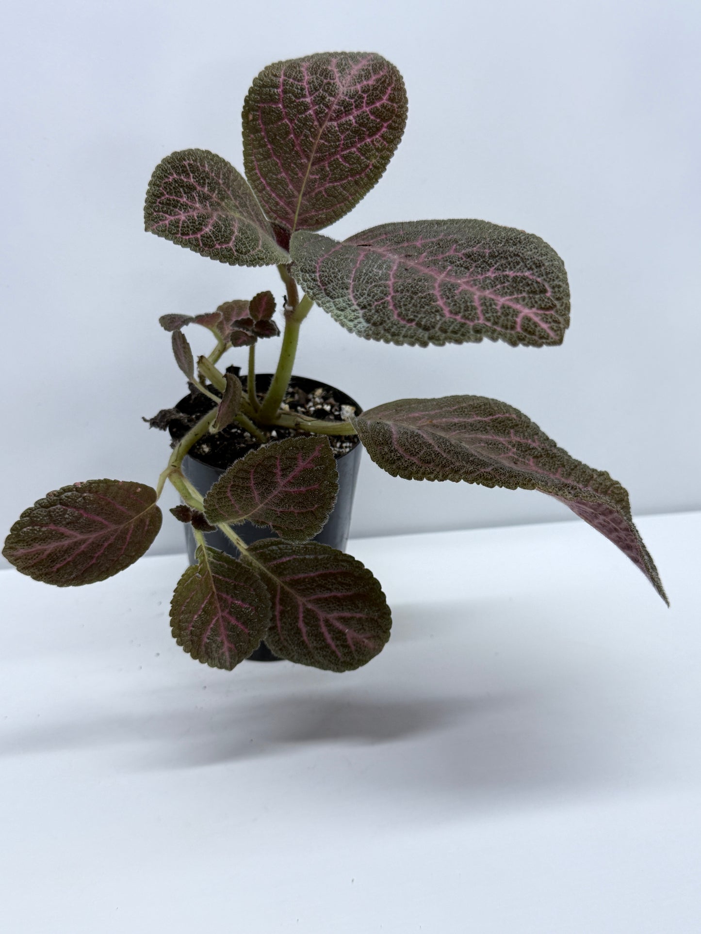 Episcia Kee Wee - Red Flowering R79