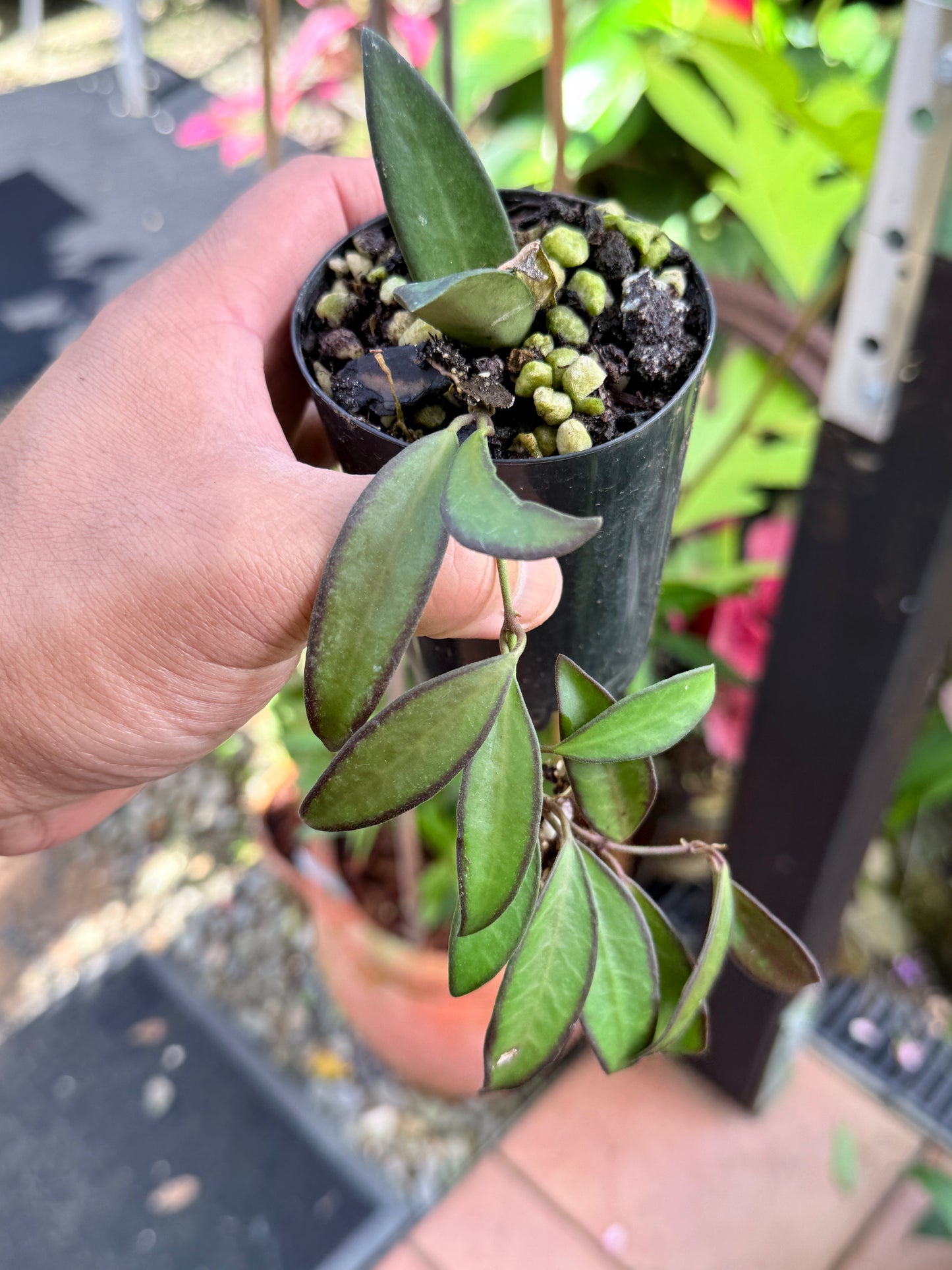 Hoya 'Rosita' M44