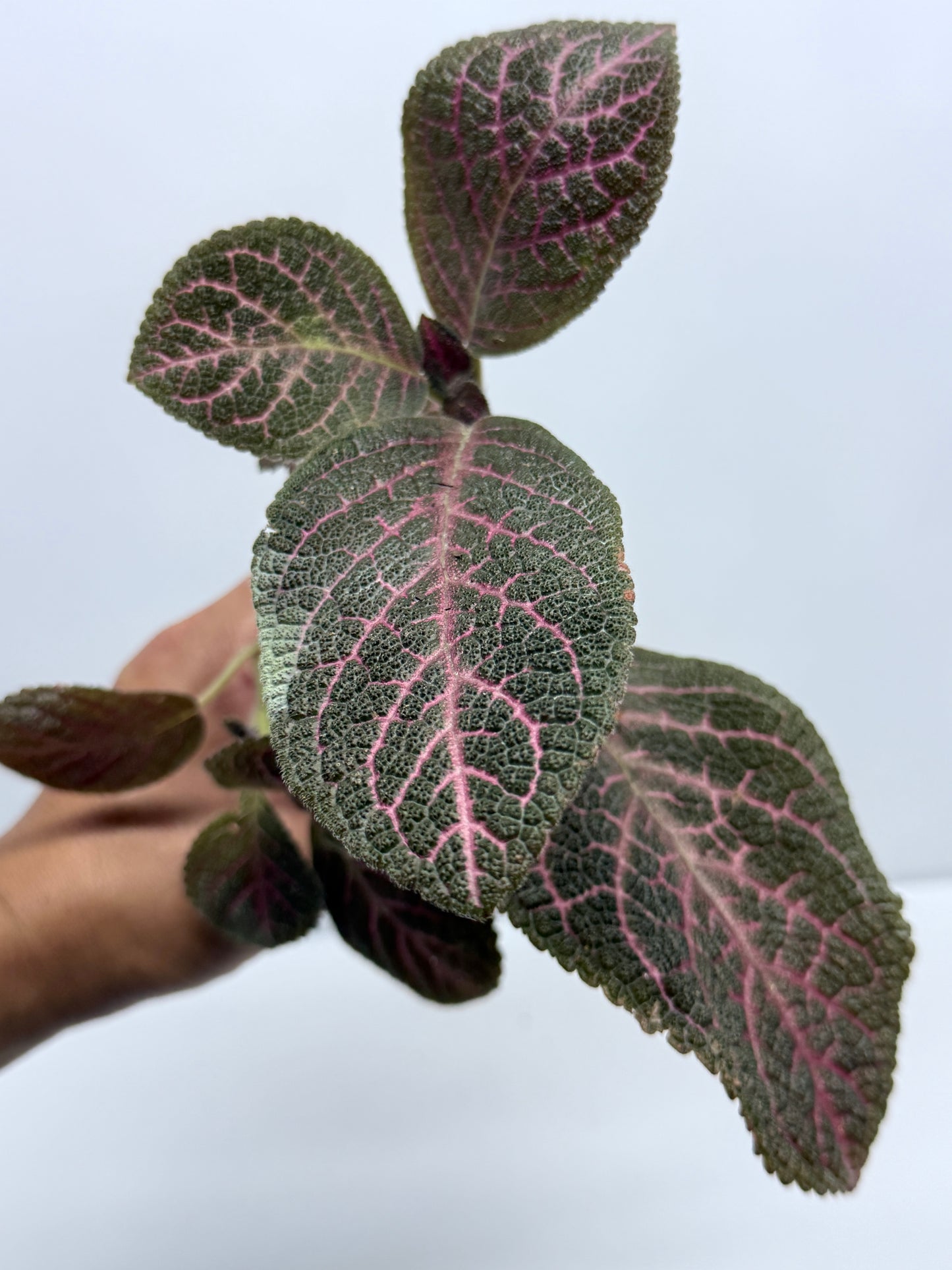 Episcia Kee Wee - Red Flowering R79