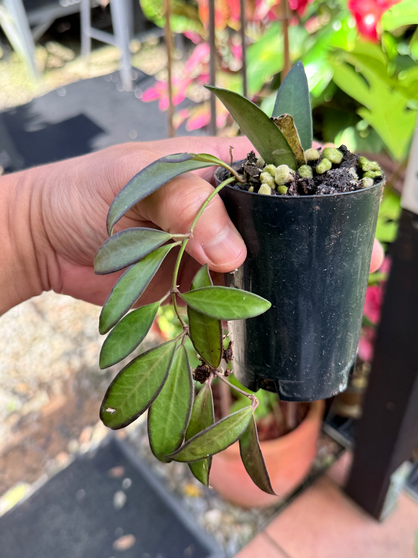 Hoya 'Rosita' M44