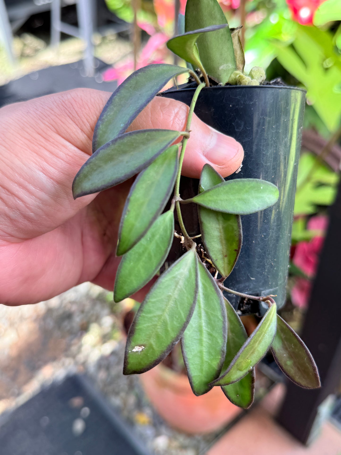 Hoya 'Rosita' M44