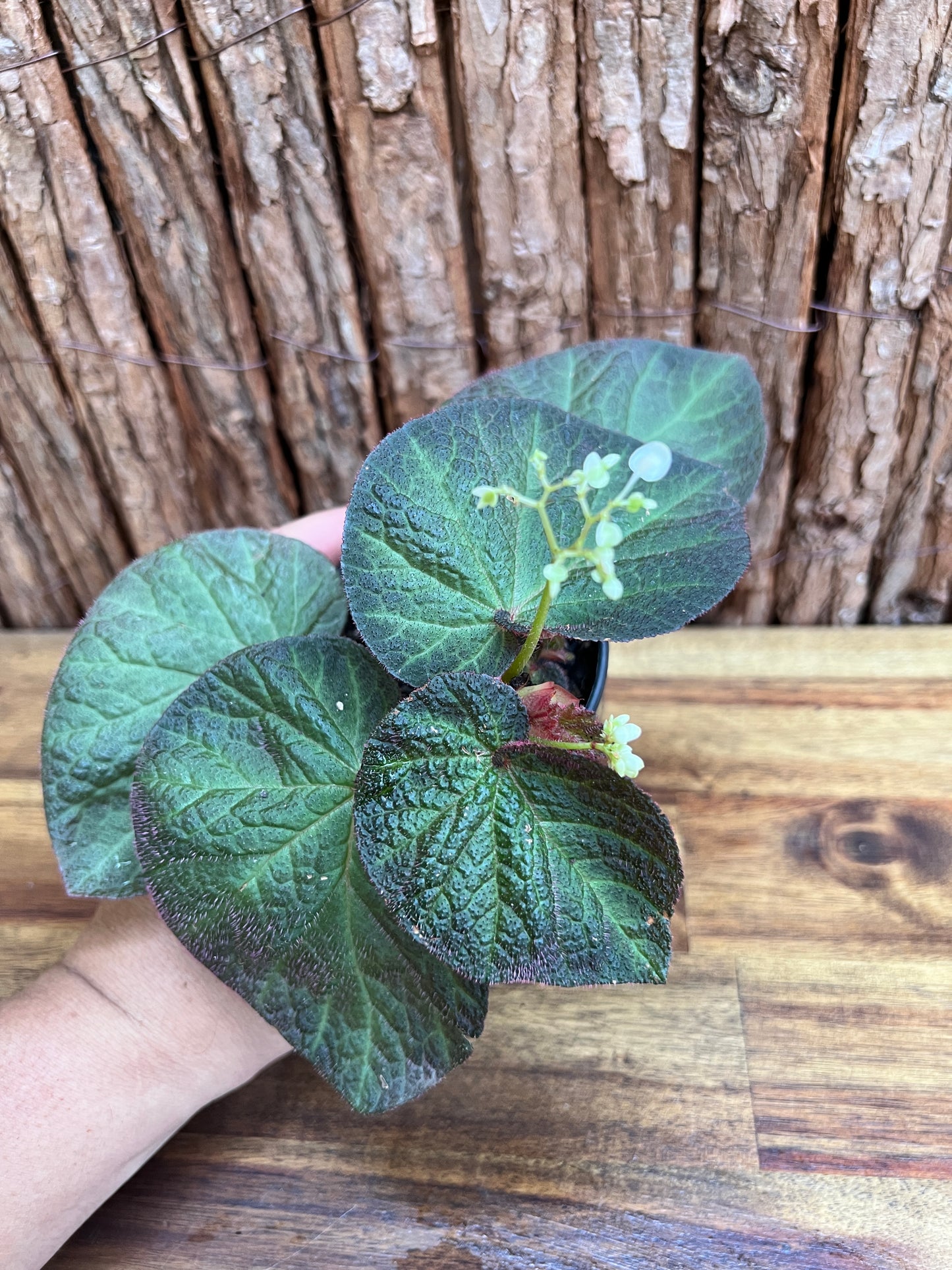 Begonia Manaus C231