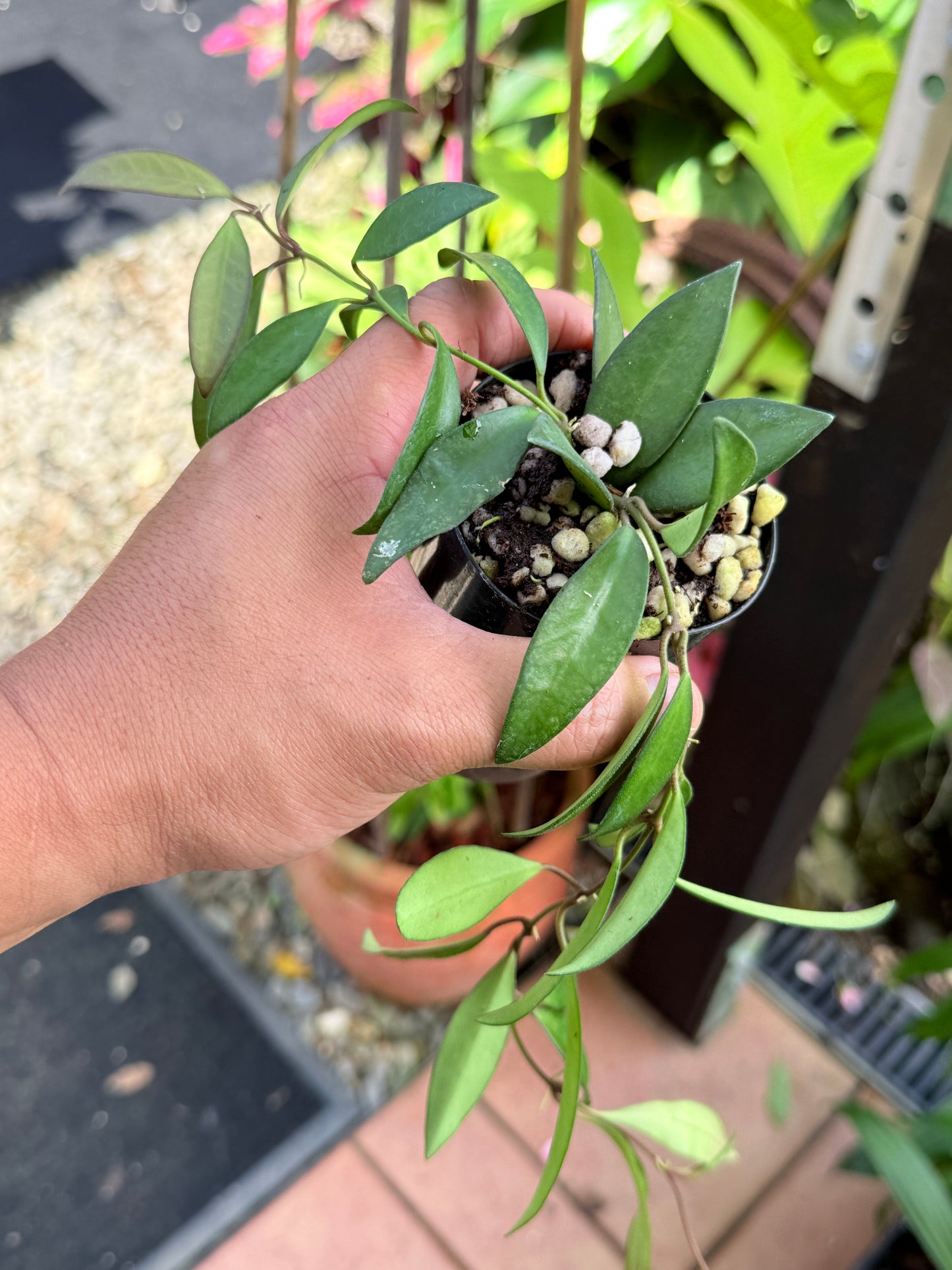 Hoya 'Rosita' M47