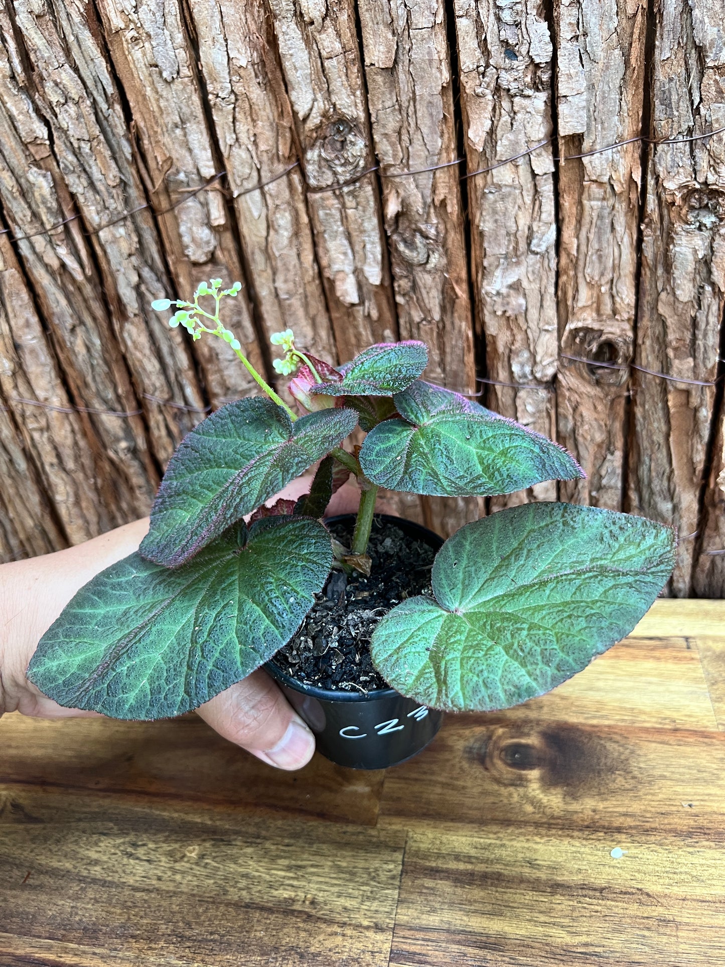 Begonia Manaus C231