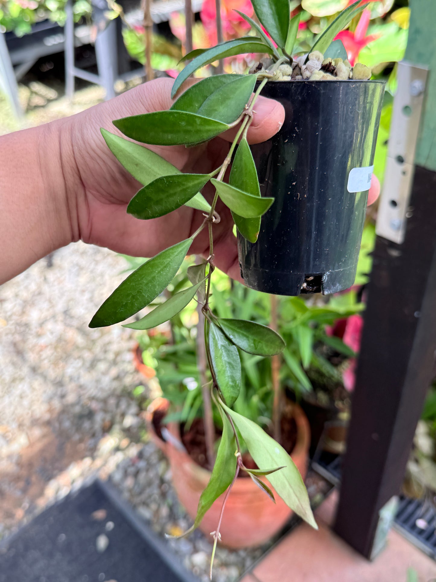 Hoya 'Rosita' M47