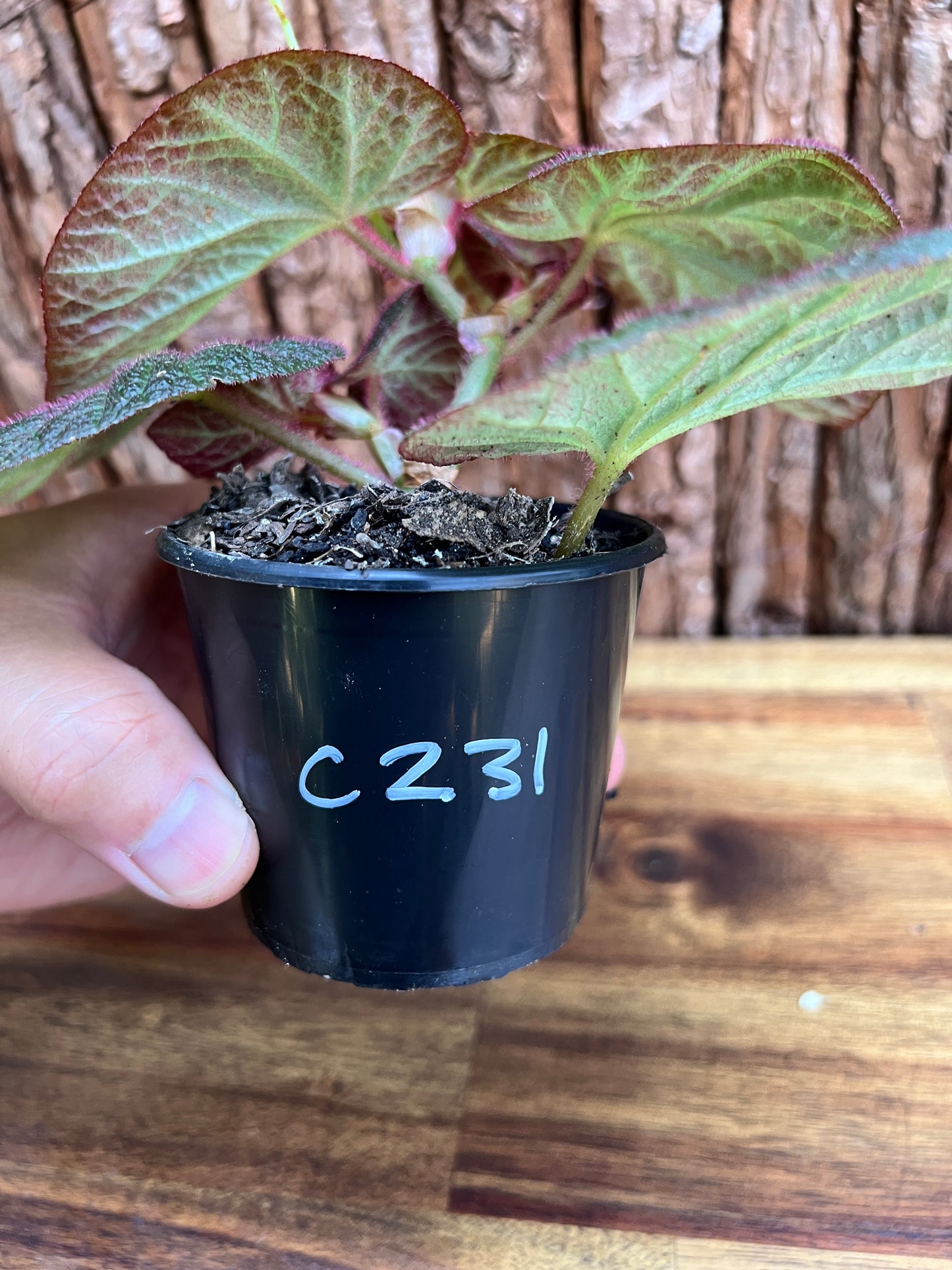 Begonia Manaus C231