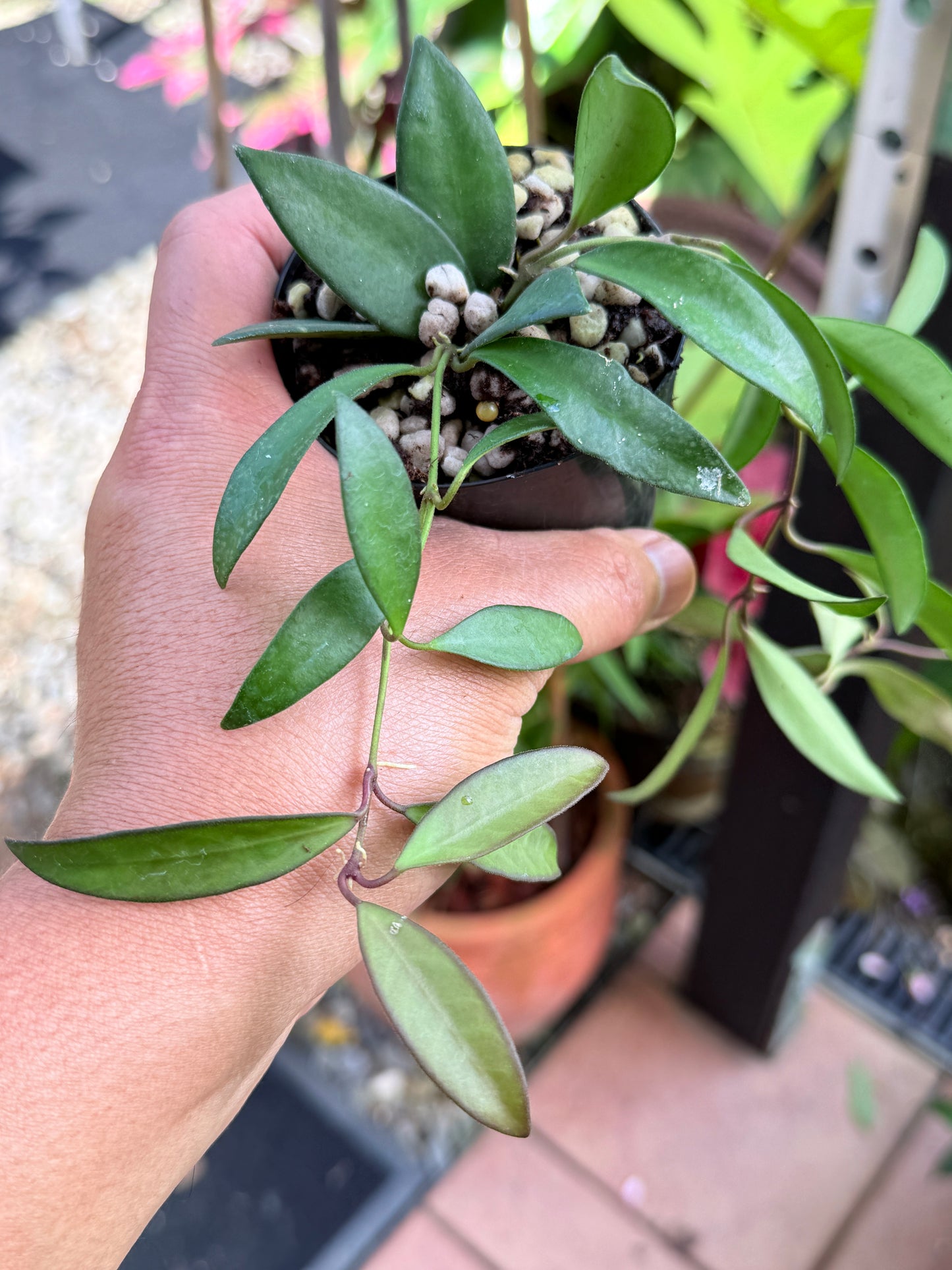 Hoya 'Rosita' M47