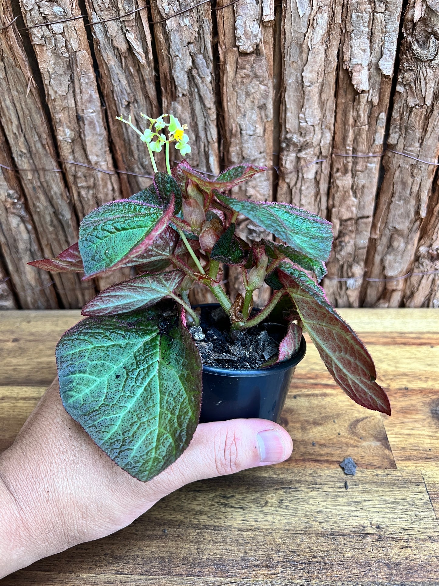 Begonia Manaus C232