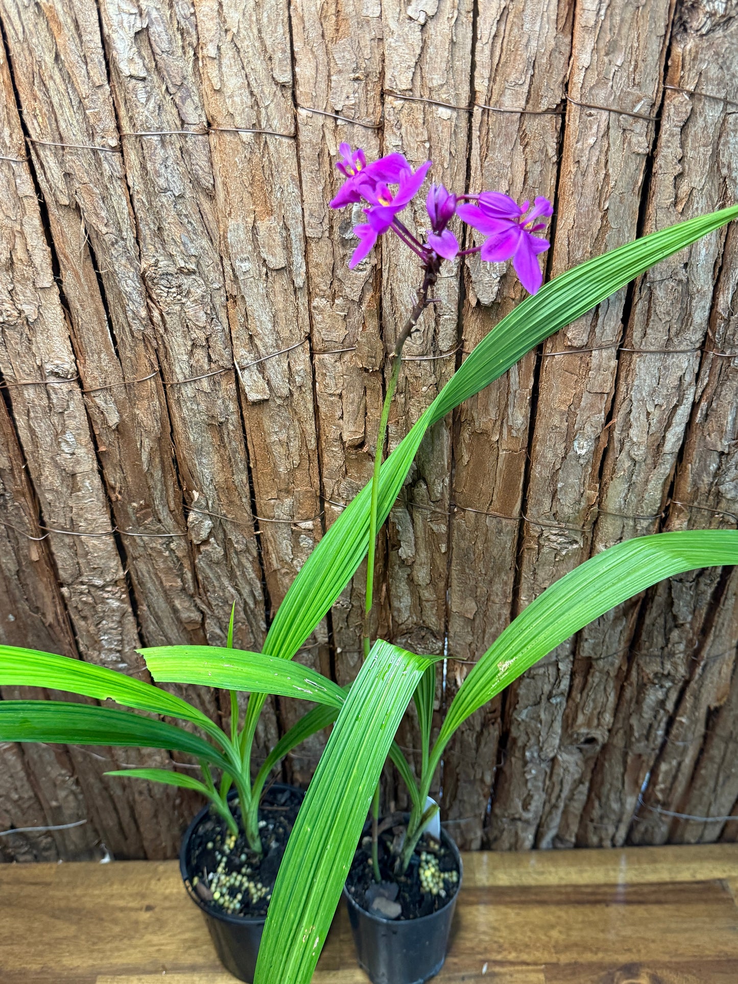 Spathoglottis Cols Purple - Ground Orchid