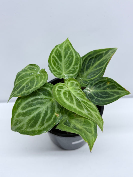 Anthurium crystallinium Dorayaki Hybrid Mini R83
