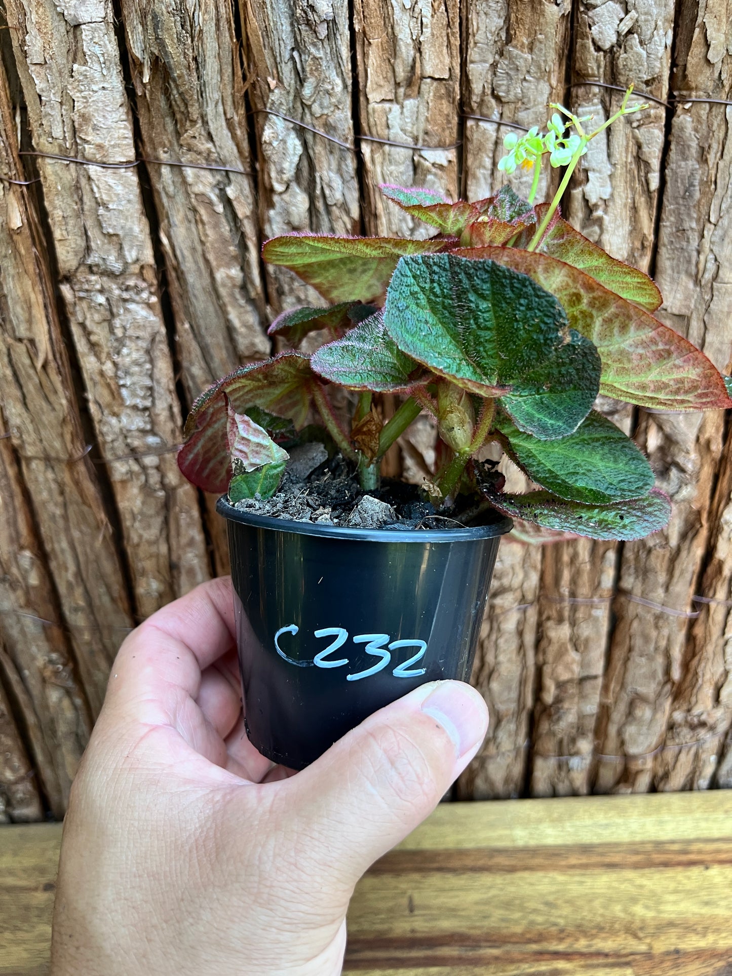 Begonia Manaus C232