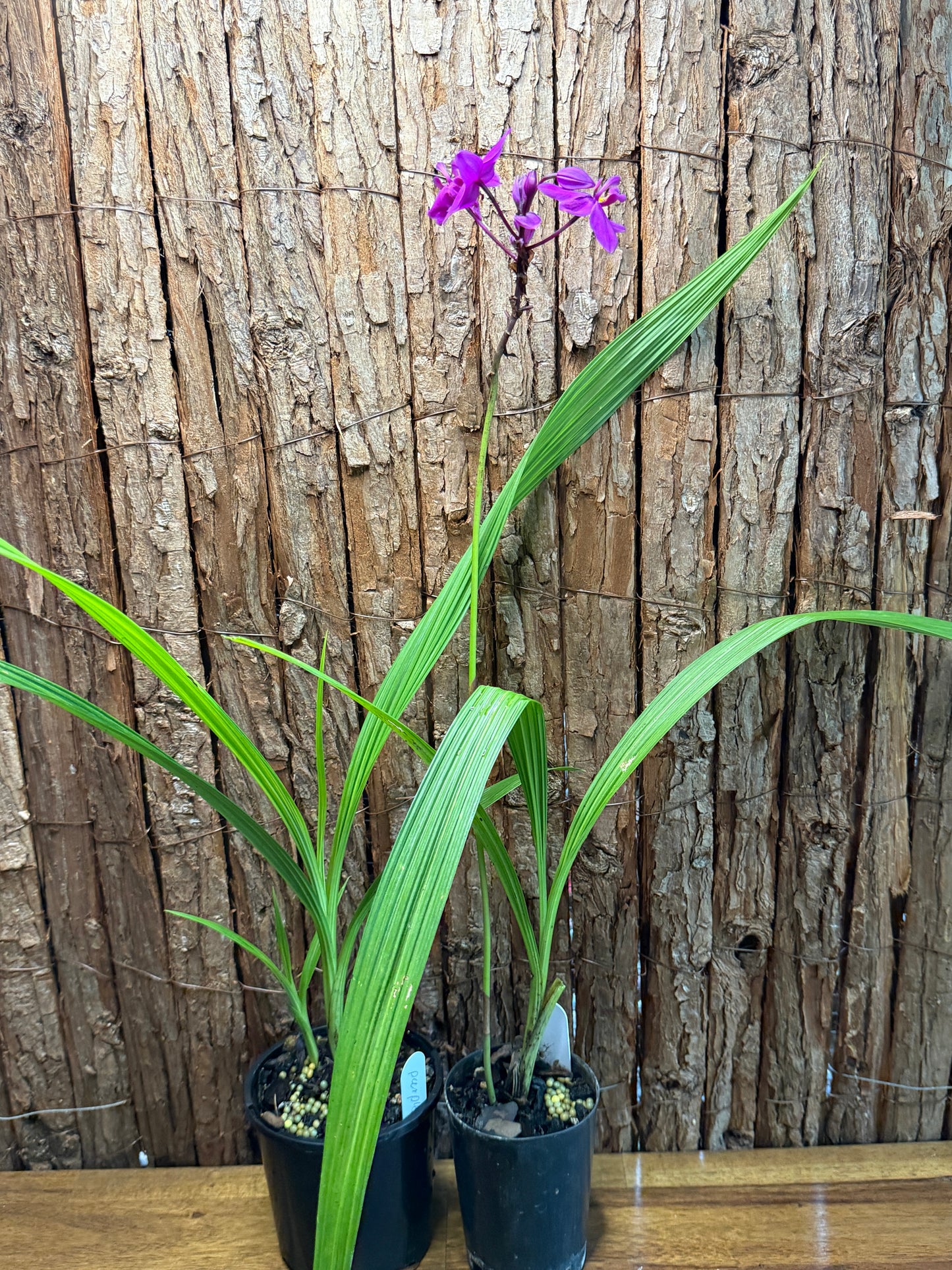 Spathoglottis Cols Purple - Ground Orchid