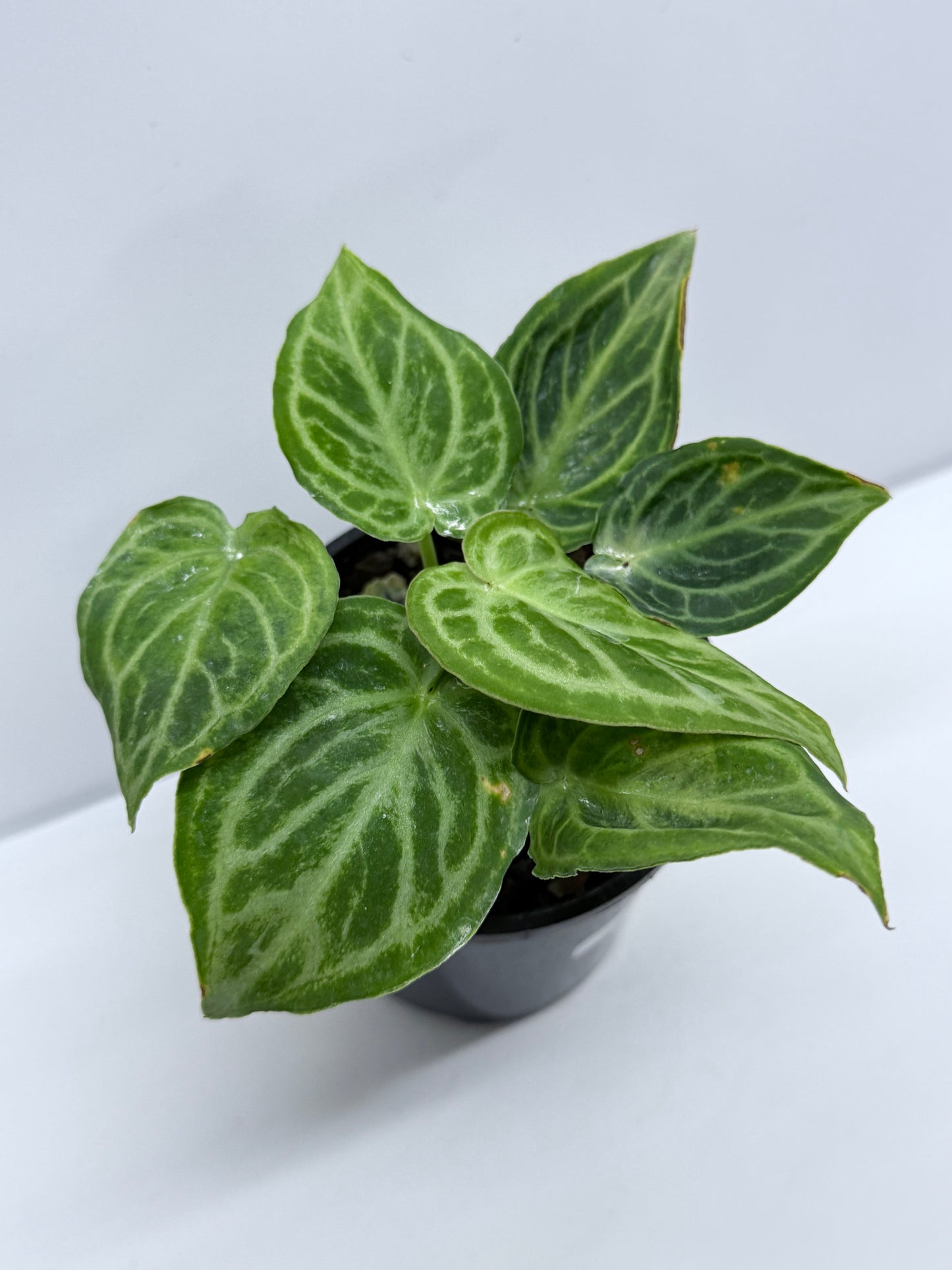 Anthurium crystallinium Dorayaki Hybrid Mini R83