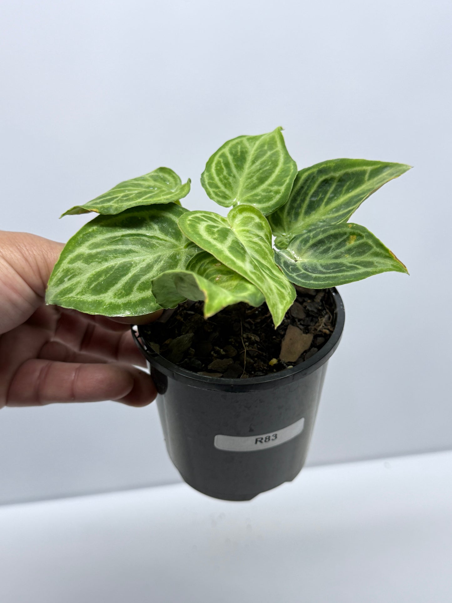 Anthurium crystallinium Dorayaki Hybrid Mini R83