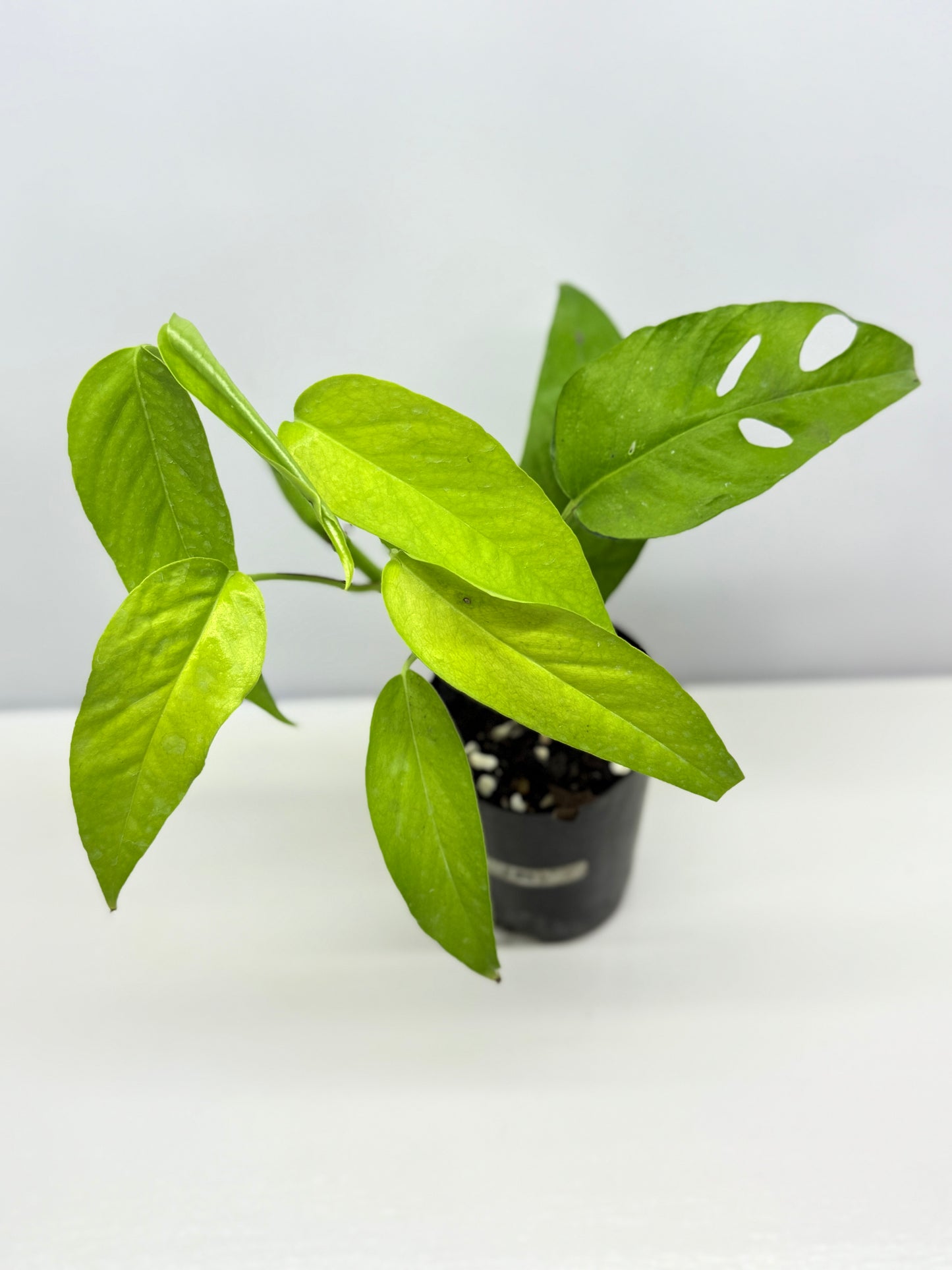 Epipremnum pinnatum Neon - Rarely Offered F53