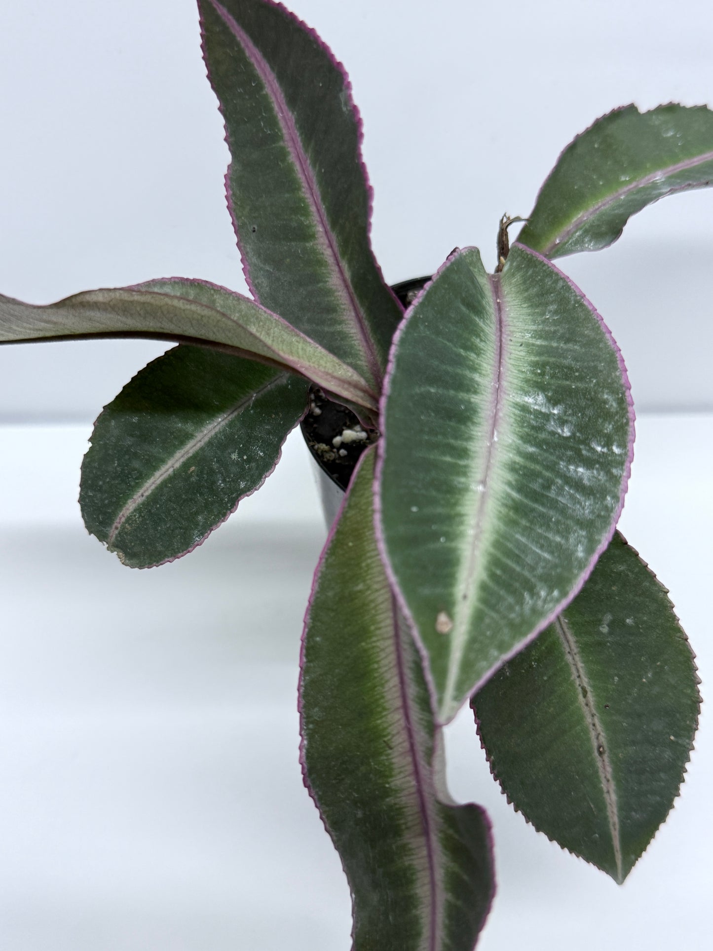 Labisia Pumila Pink Sumatra - Multiple Heads R84