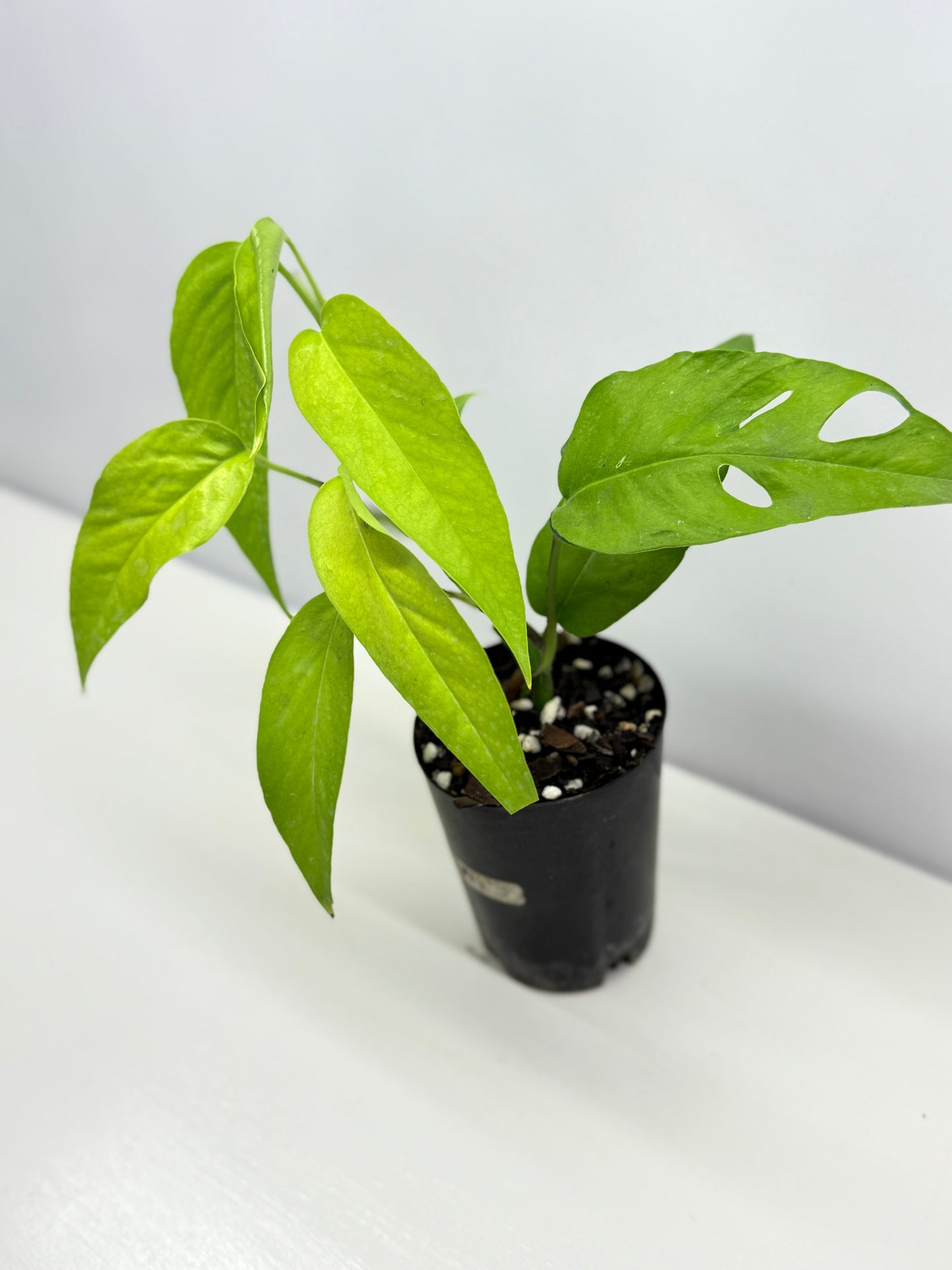 Epipremnum pinnatum Neon - Rarely Offered F53