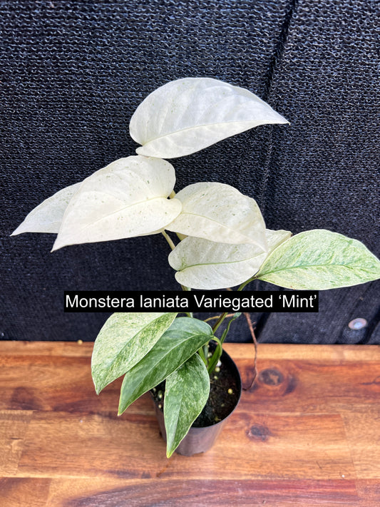 Monstera laniata Mint Variegated