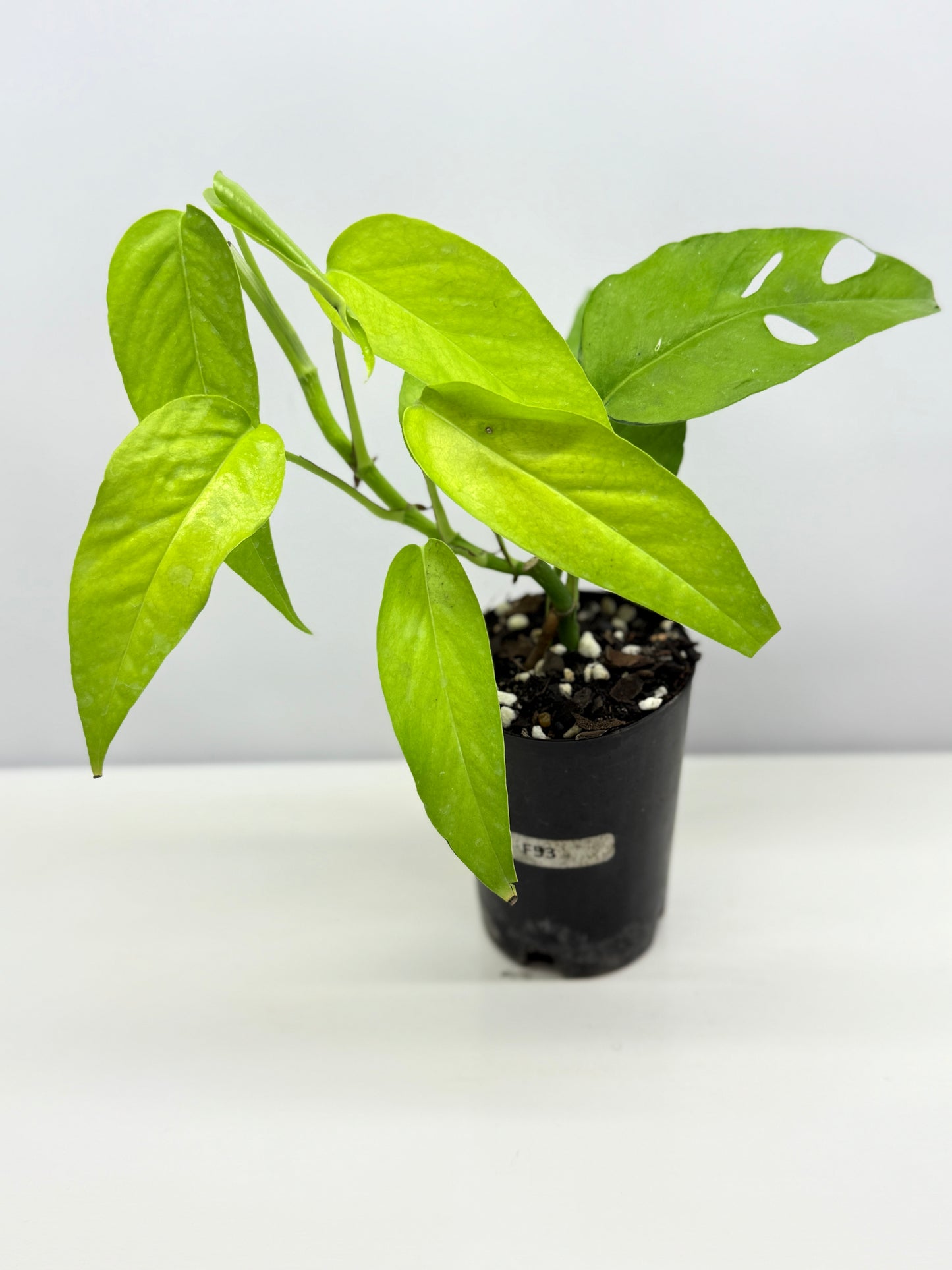 Epipremnum pinnatum Neon - Rarely Offered F53