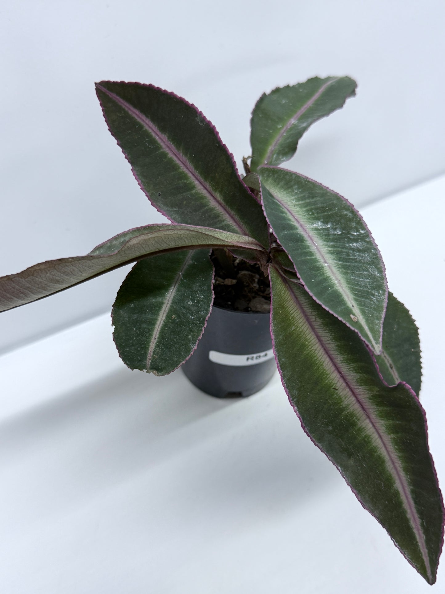 Labisia Pumila Pink Sumatra - Multiple Heads R84