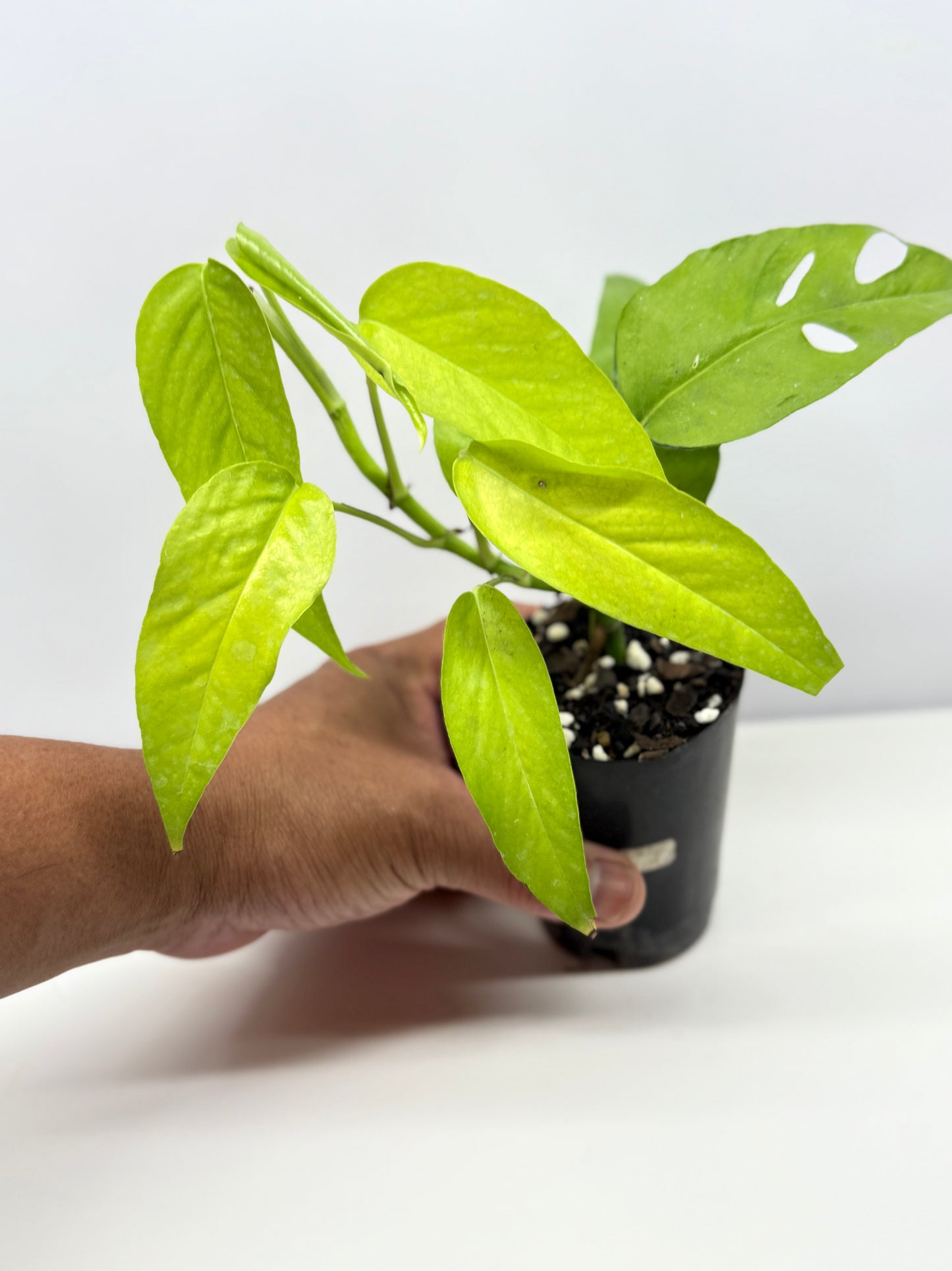 Epipremnum pinnatum Neon - Rarely Offered F53