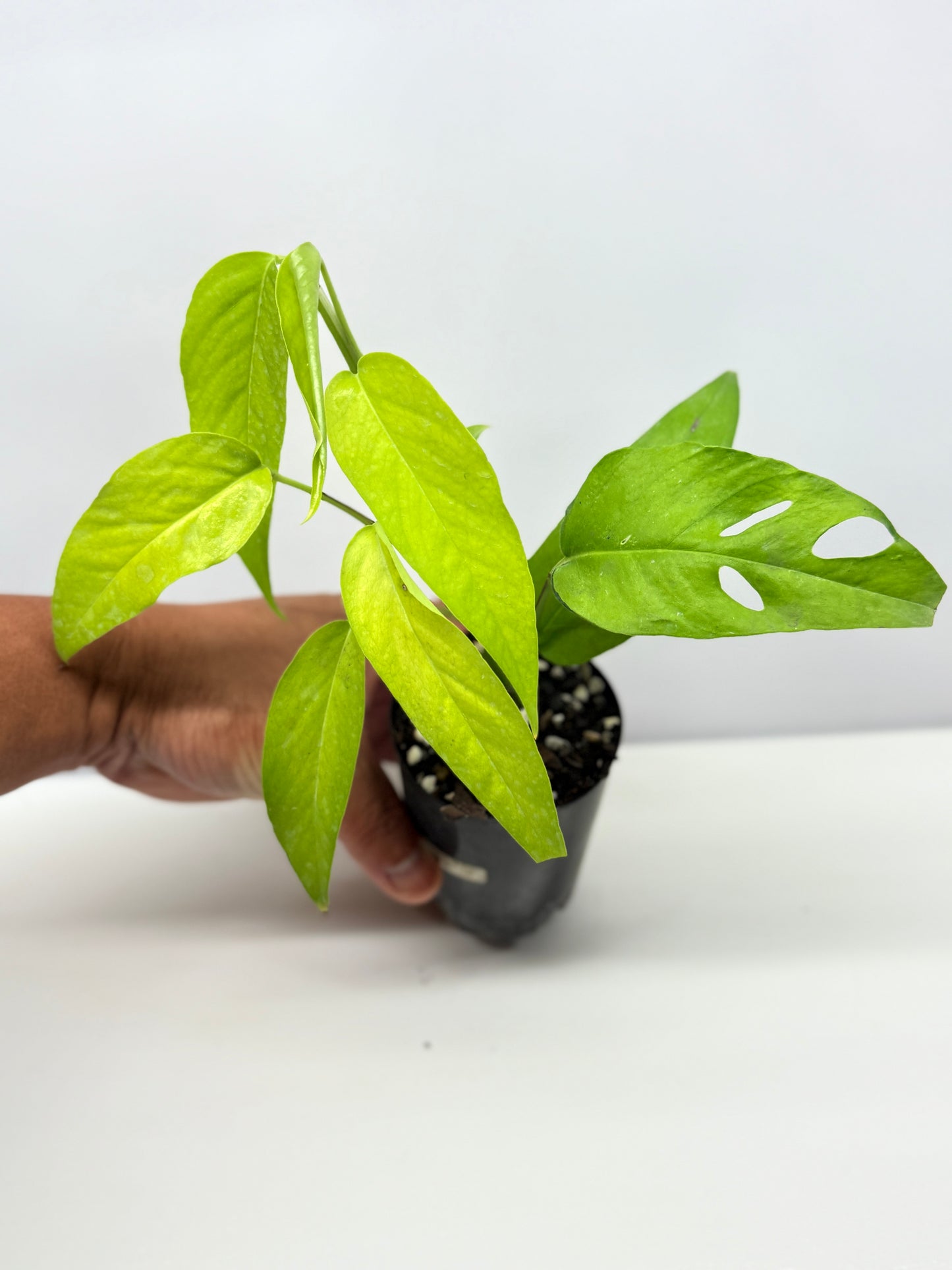 Epipremnum pinnatum Neon - Rarely Offered F53