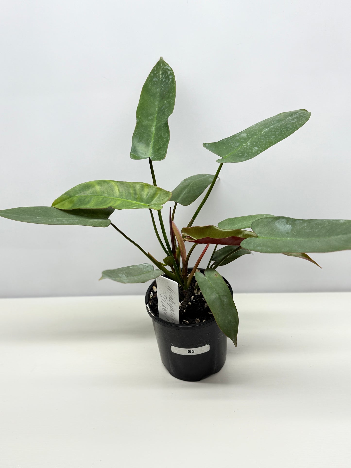 Philodendron 'Atabapoense Silver' - Best Pick of the Crop!