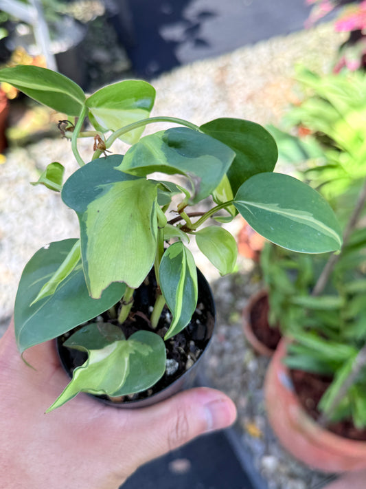 Philodendron 'Cream Splash' M41