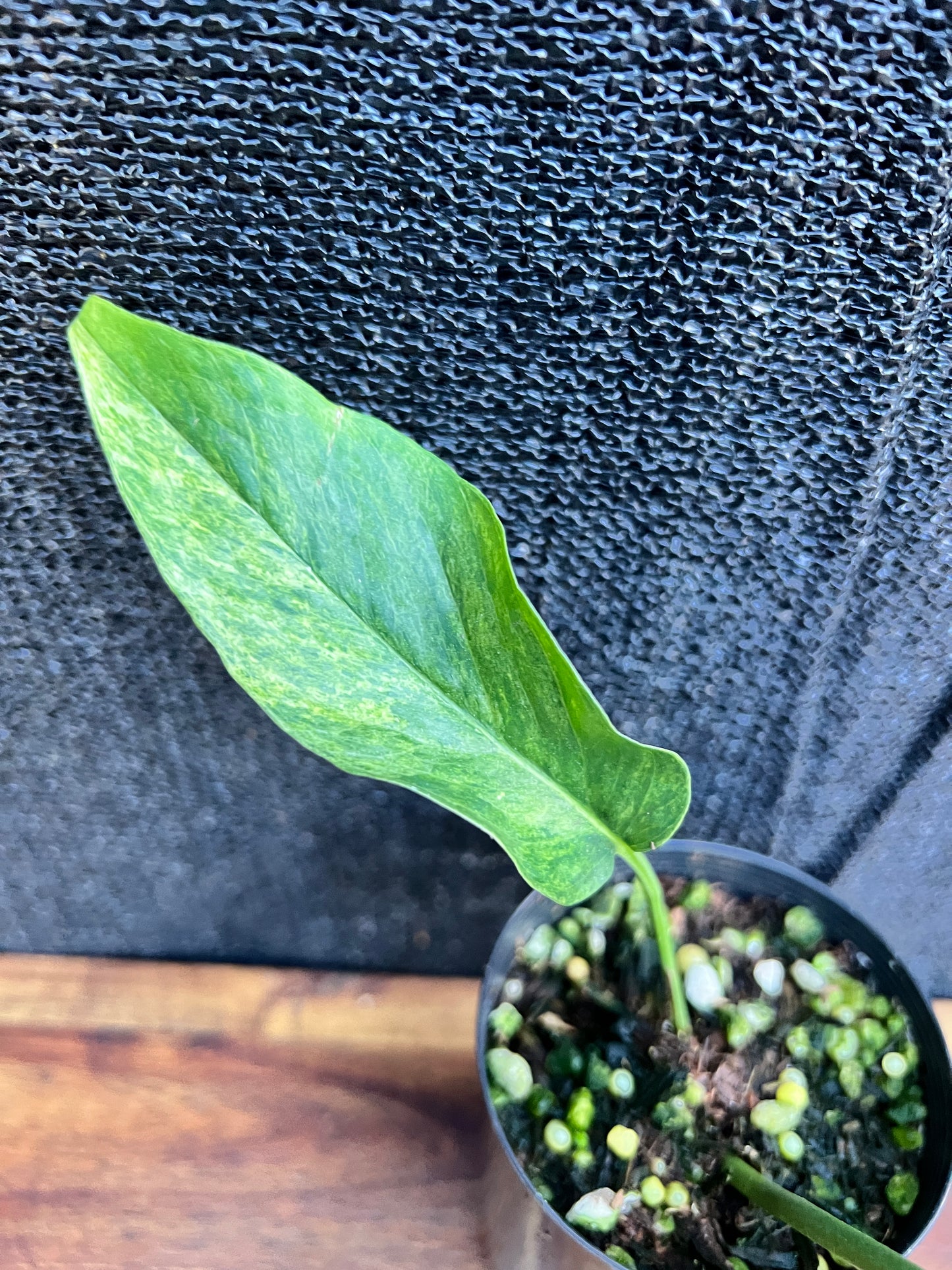 Monstera laniata Variegated 'Smokey' A39