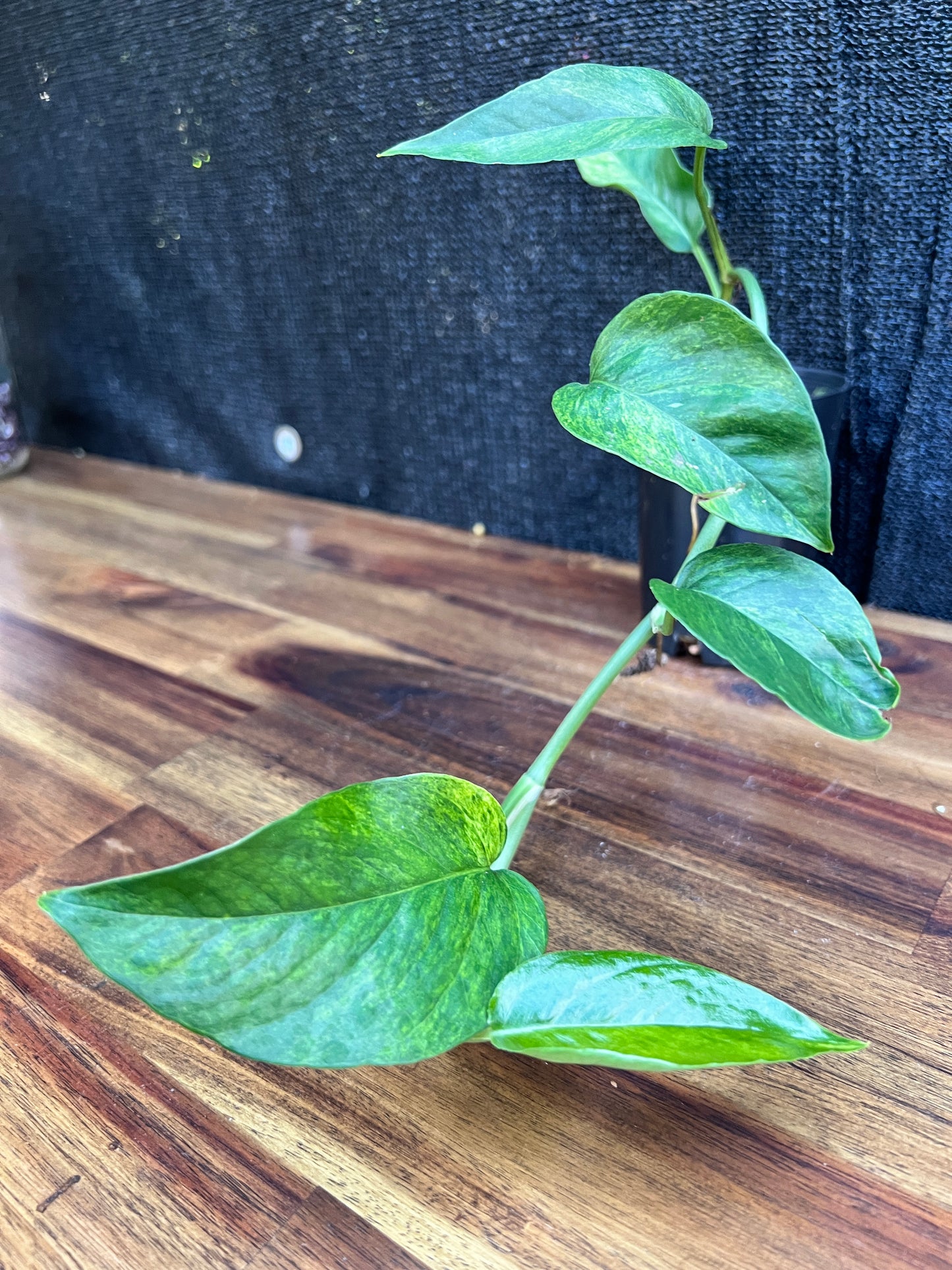 Monstera laniata Variegated 'Smokey' A39