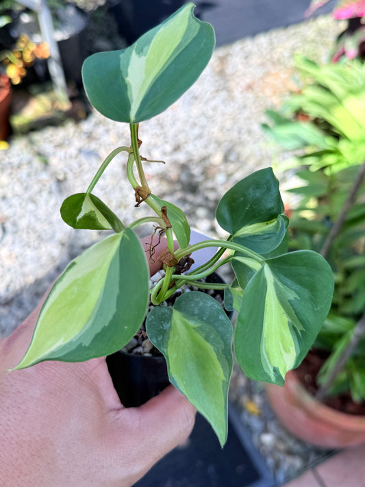 Philodendron 'Cream Splash' M65