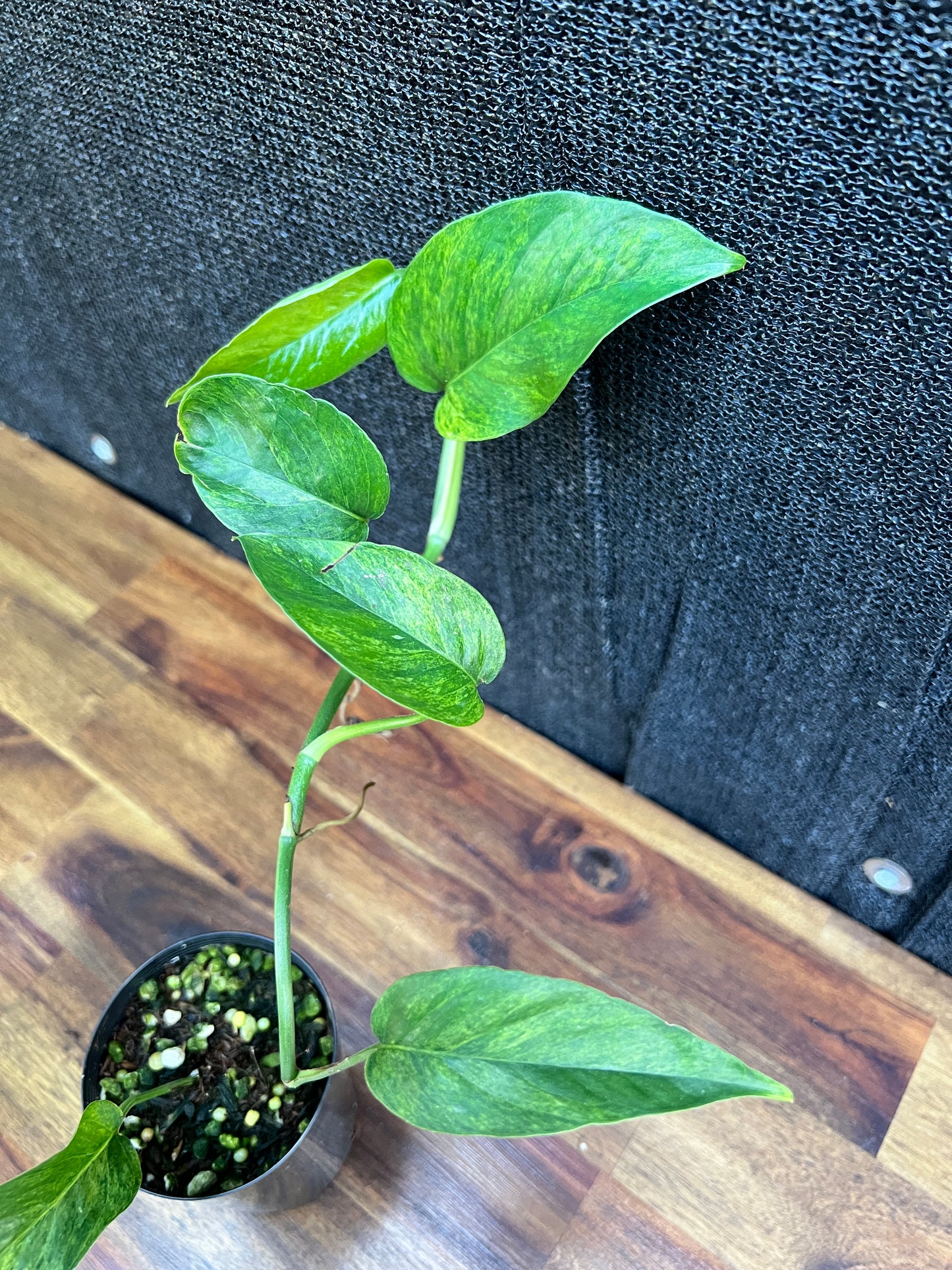 Monstera laniata Variegated 'Smokey' A39