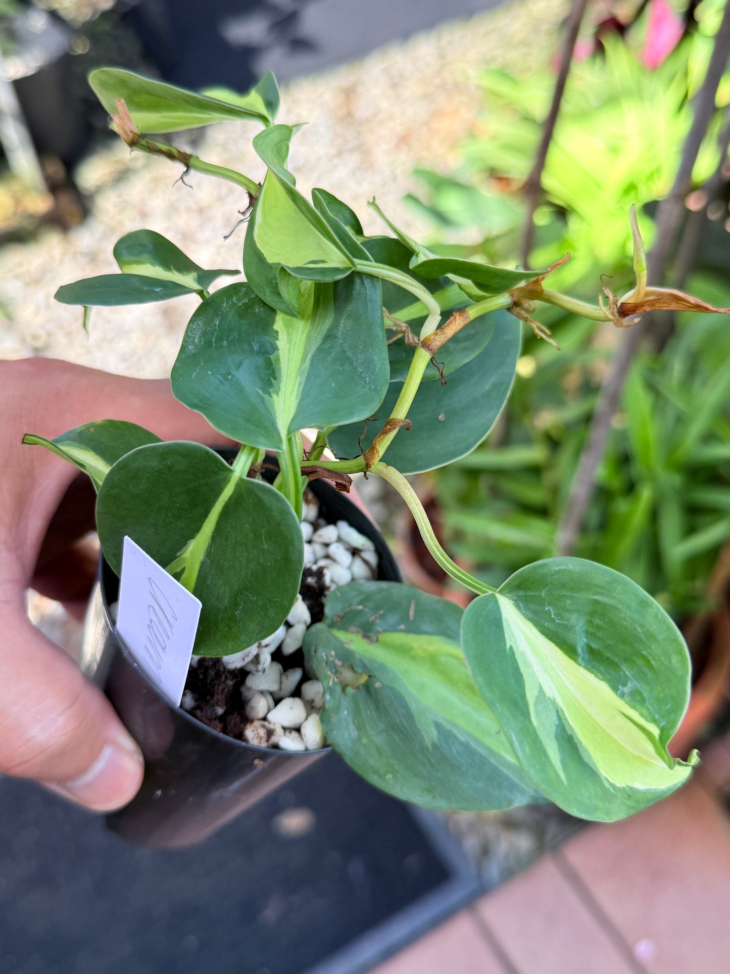Philodendron 'Cream Splash' M66