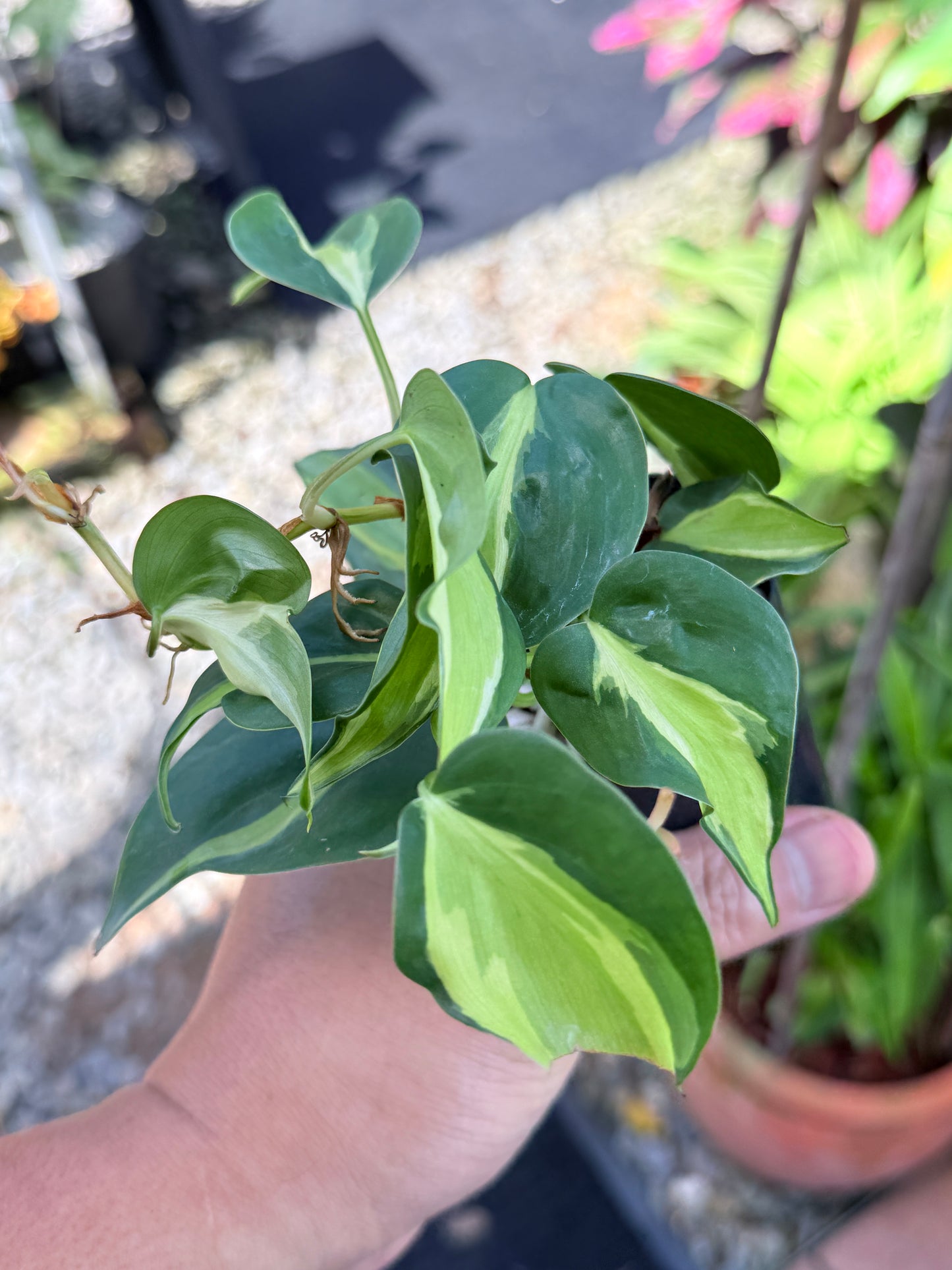 Philodendron 'Cream Splash' M66