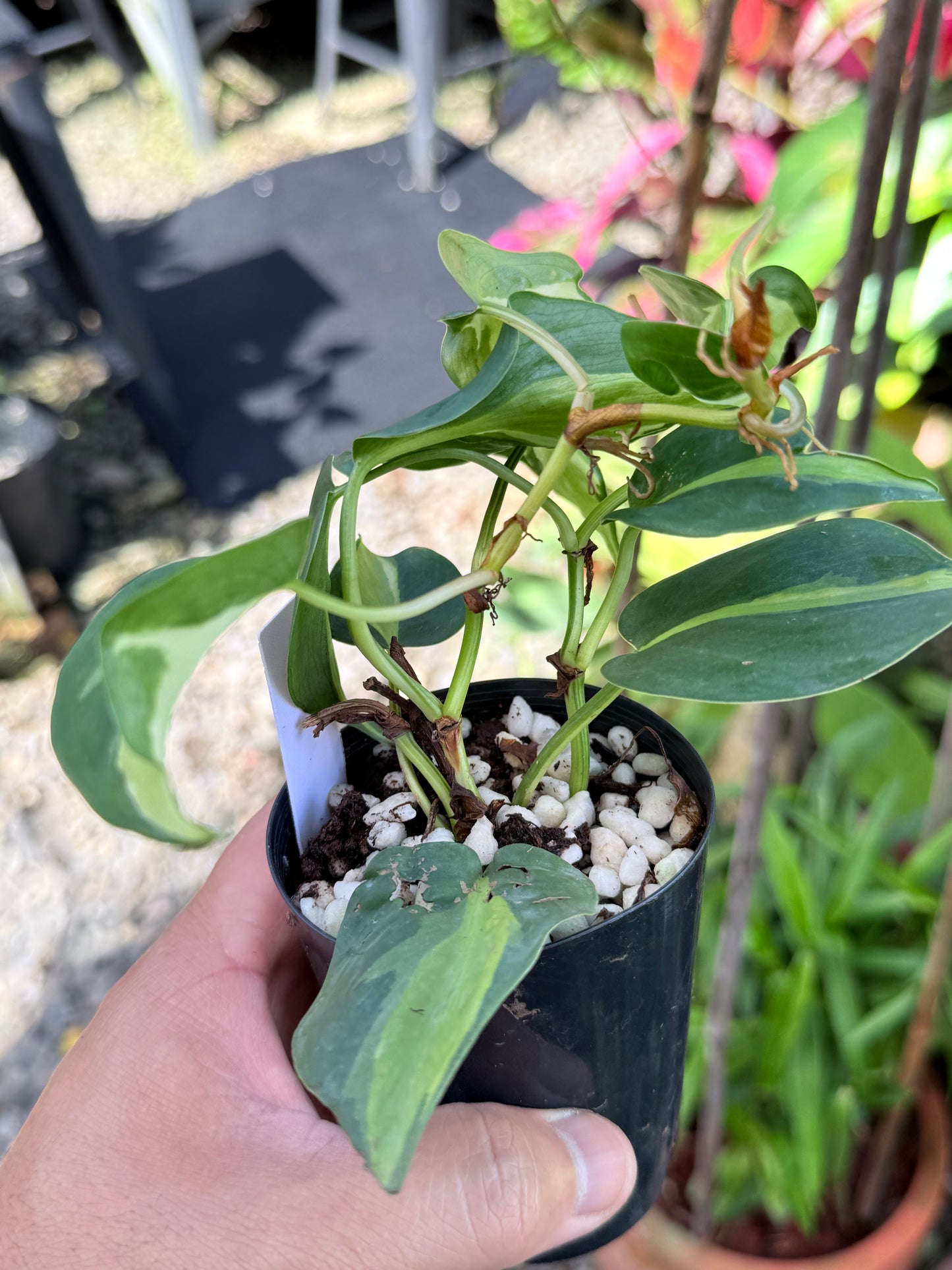 Philodendron 'Cream Splash' M66