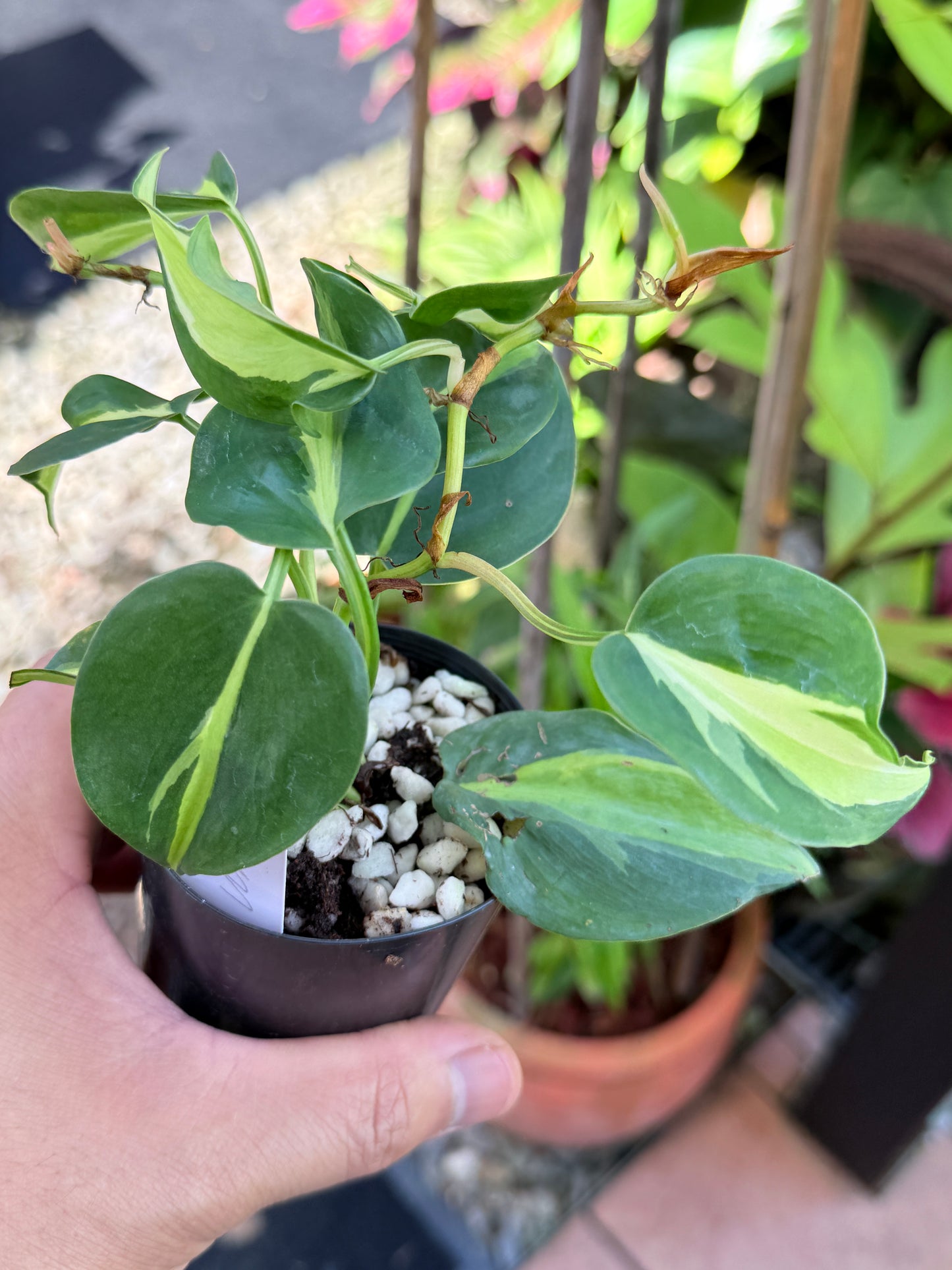 Philodendron 'Cream Splash' M66